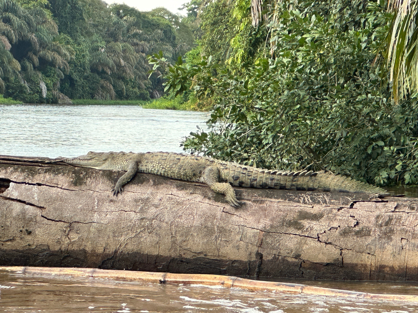 Scenic canoe tour through Tortuguero National Park showcasing rich wildlife and lush tropical landscapes.