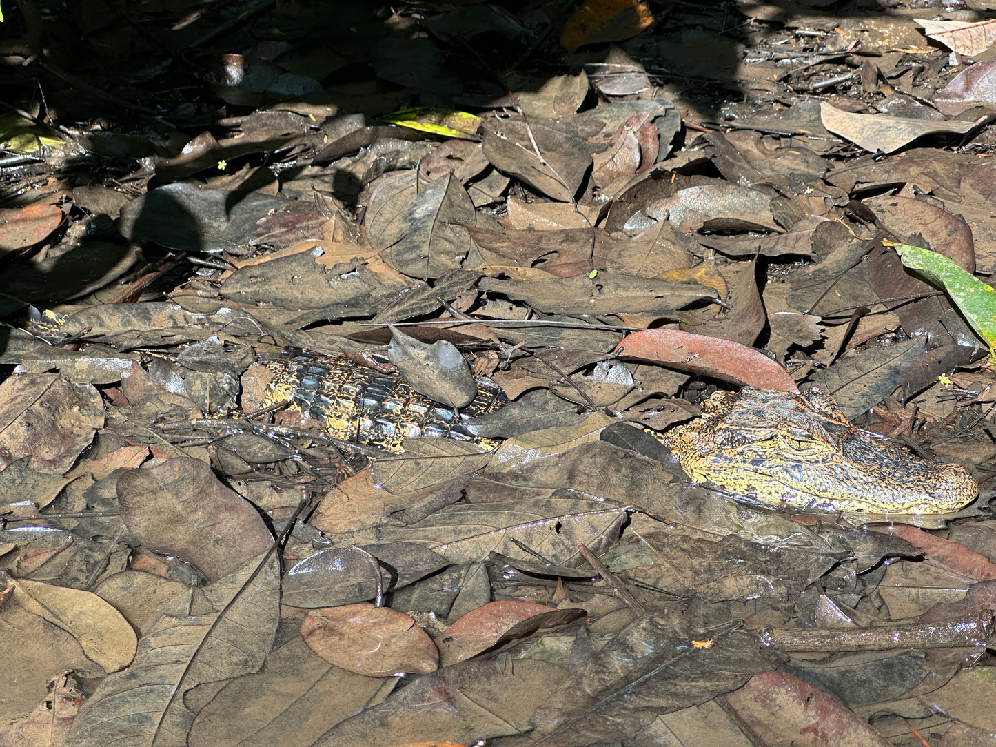 Relaxing Canoe Tour in Tortuguero