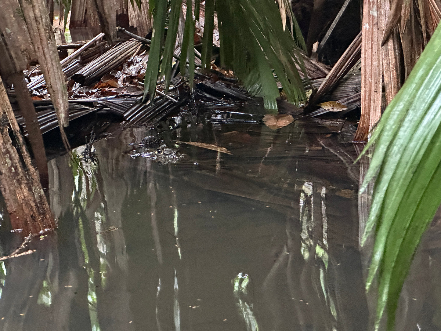 Kayak tour exploring the lush waterways of Tortuguero National Park, a premier eco-tourism destination in Costa Rica