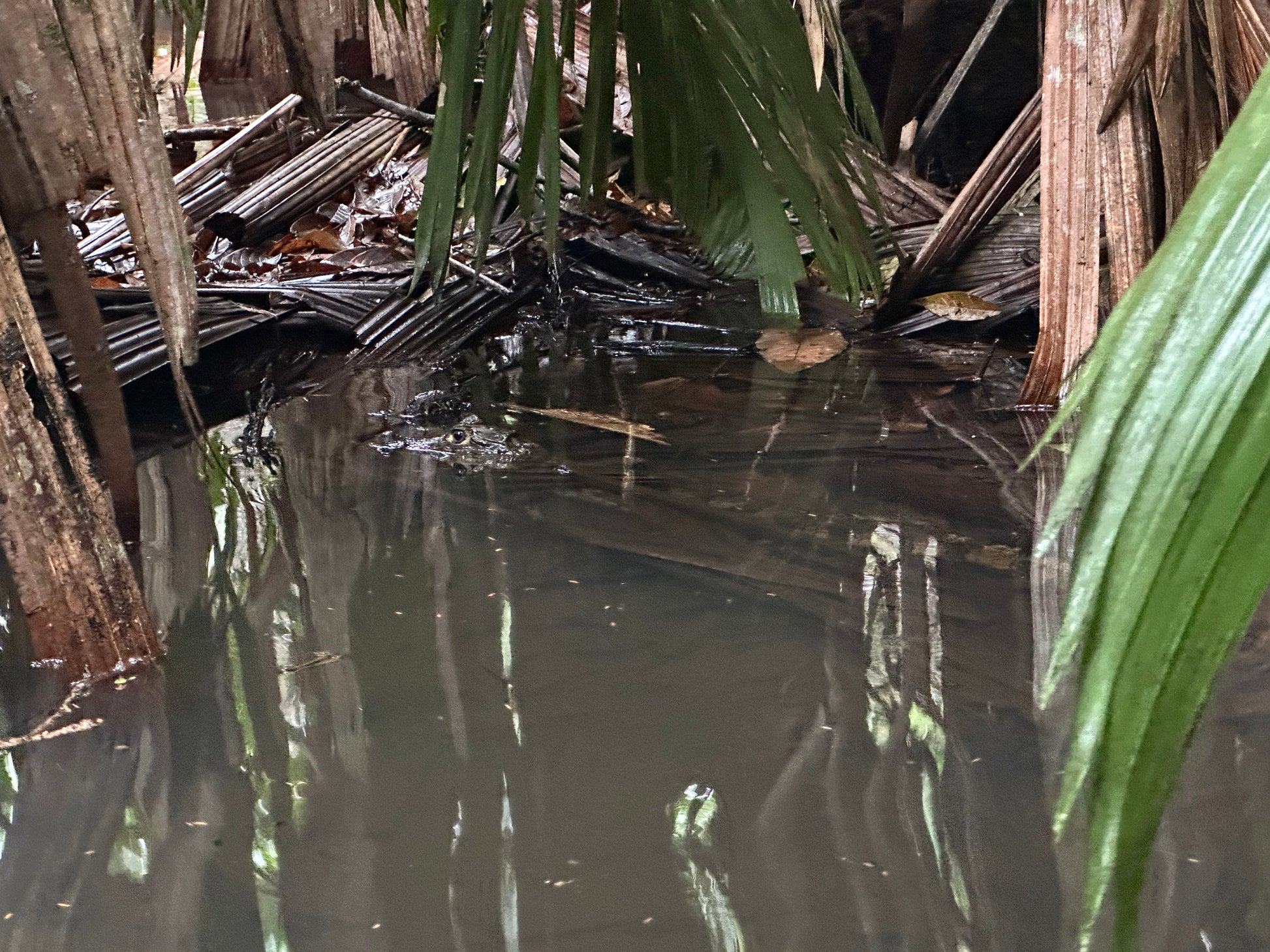 Kayak tour exploring the lush waterways of Tortuguero National Park, a premier eco-tourism destination in Costa Rica