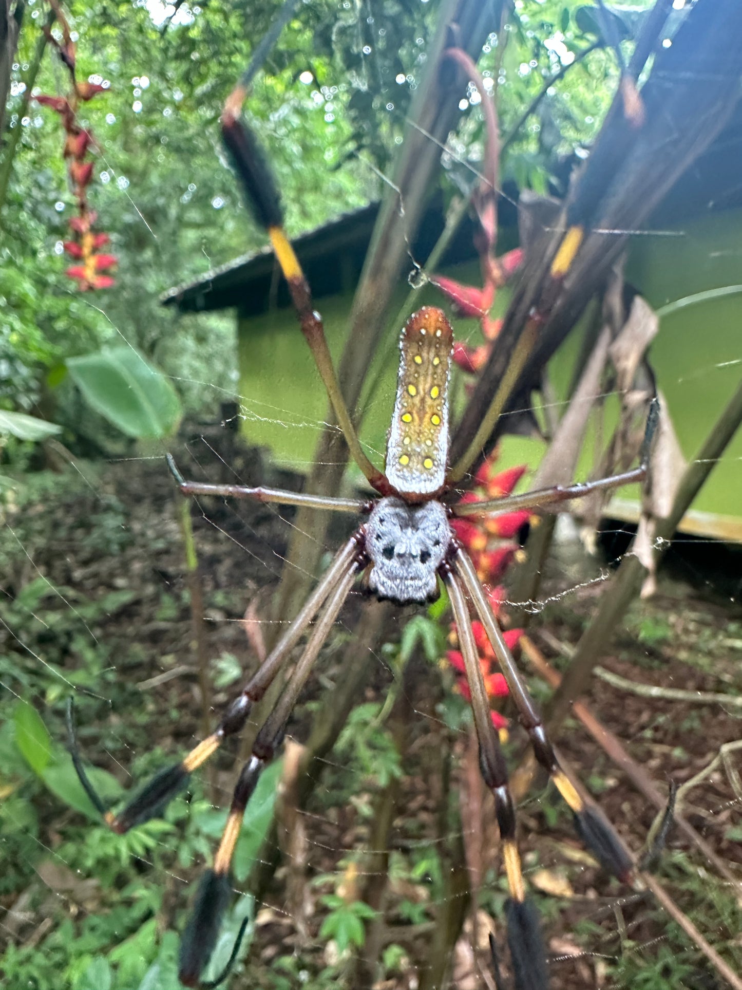 Breathtaking Tortuguero Hill Tour