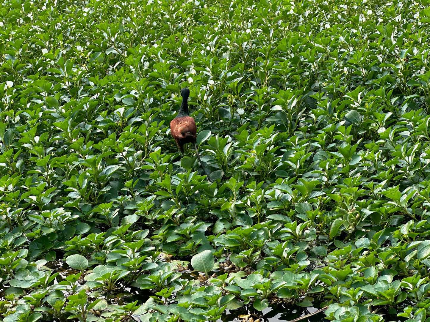 Relaxing Canoe Tour in Tortuguero