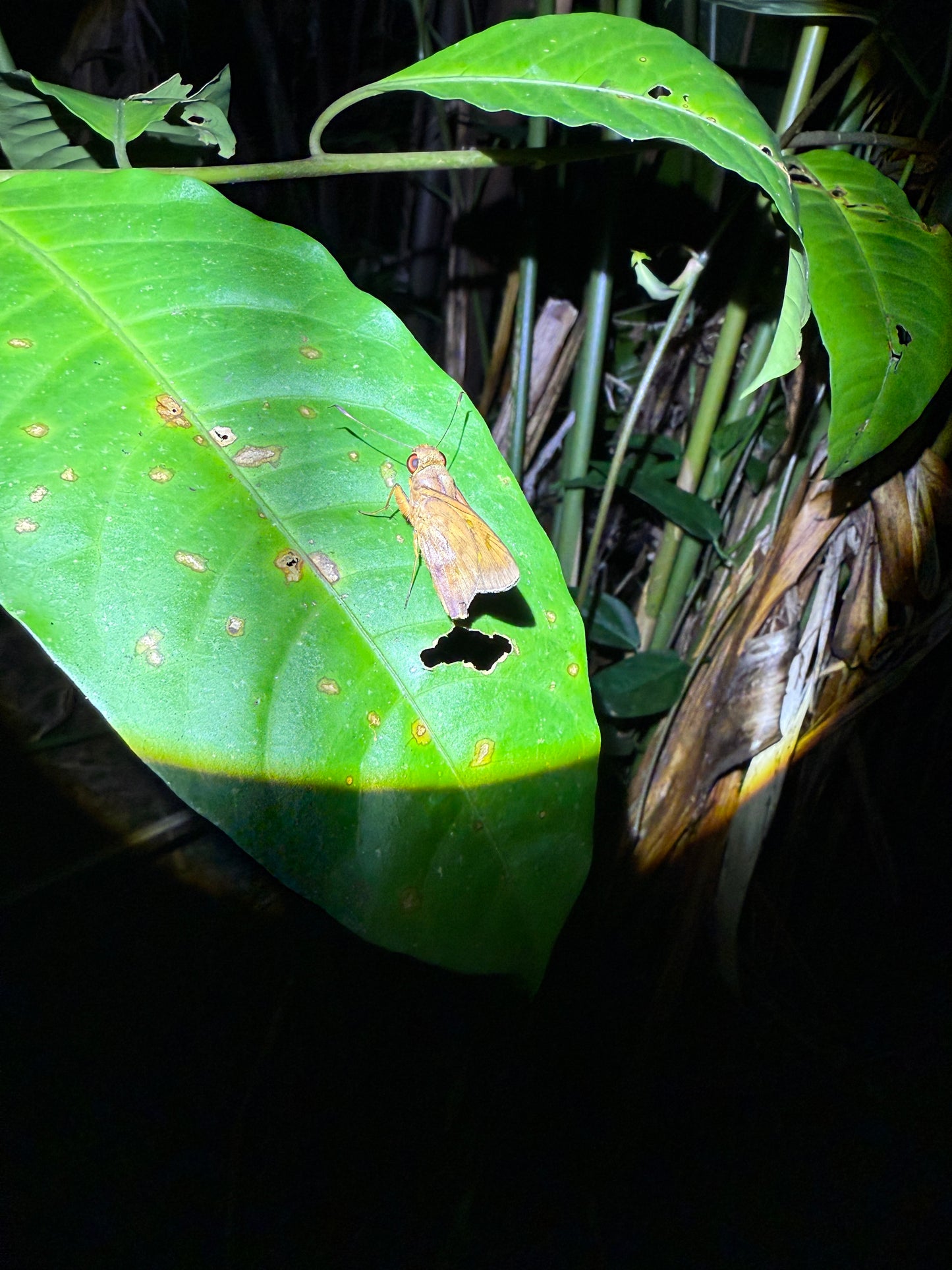 Fascinante paseo nocturno en Tortuguero