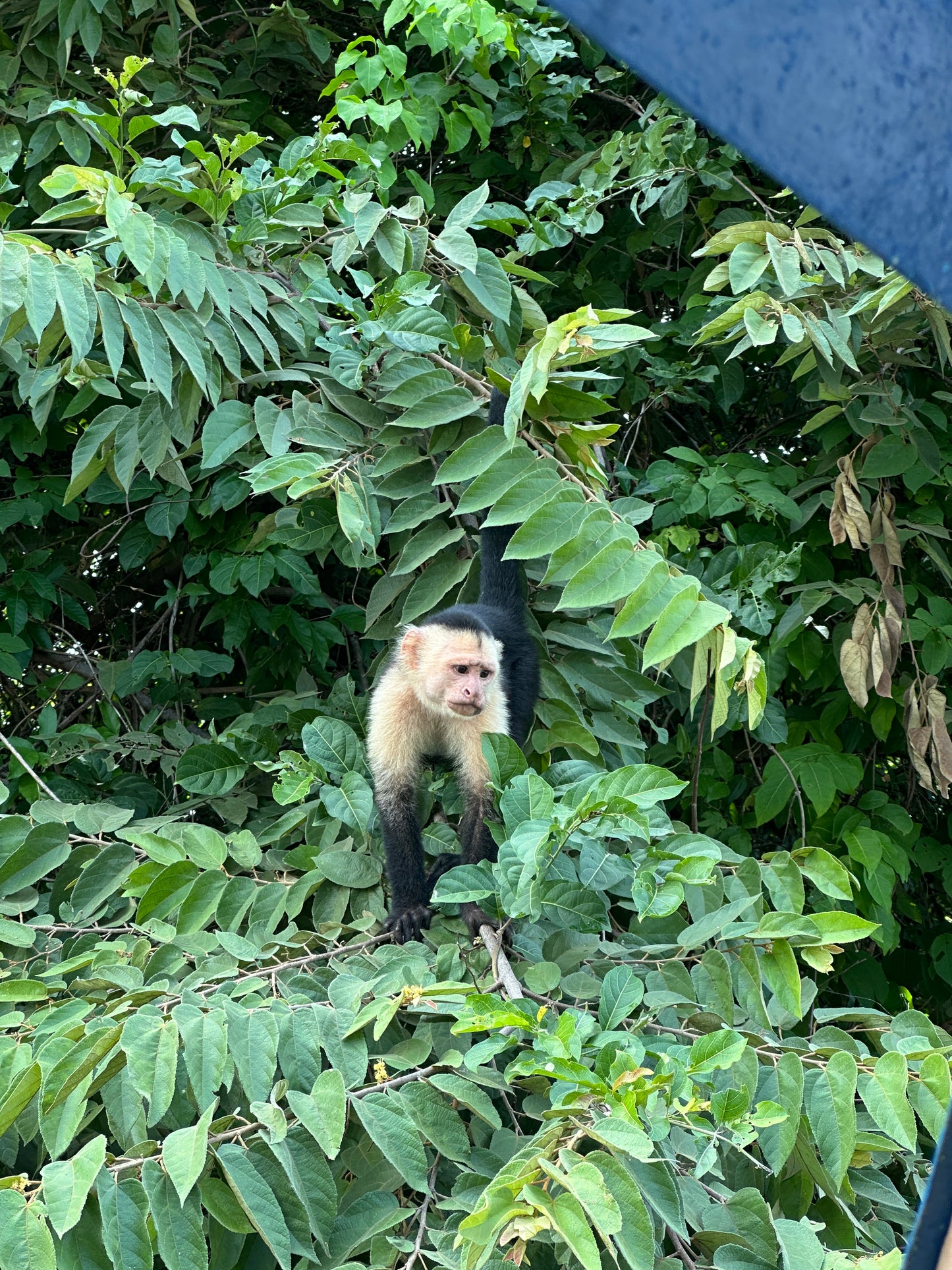 🐒 Palo Verde National Park River Safari