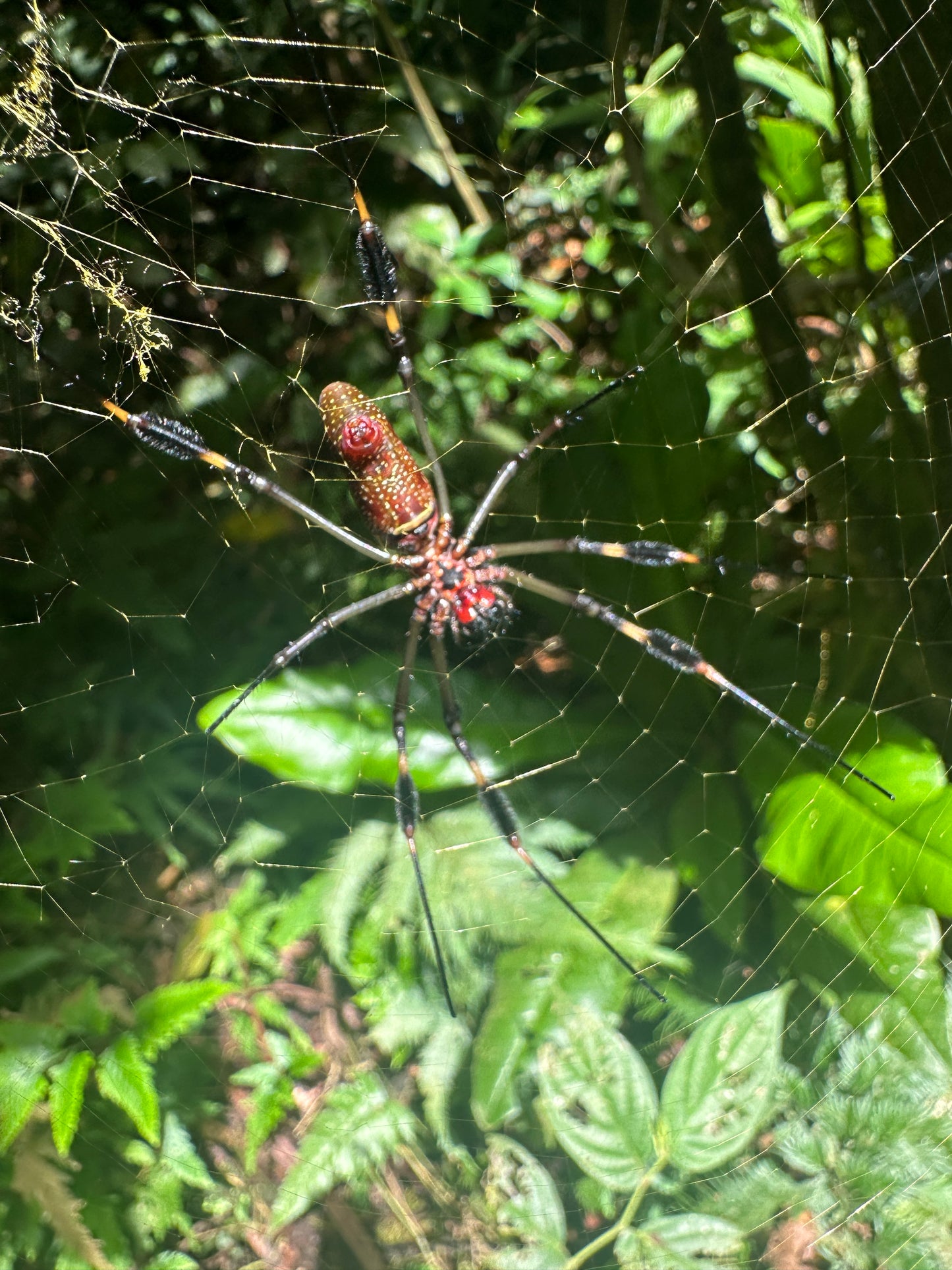 Breathtaking Tortuguero Hill Tour