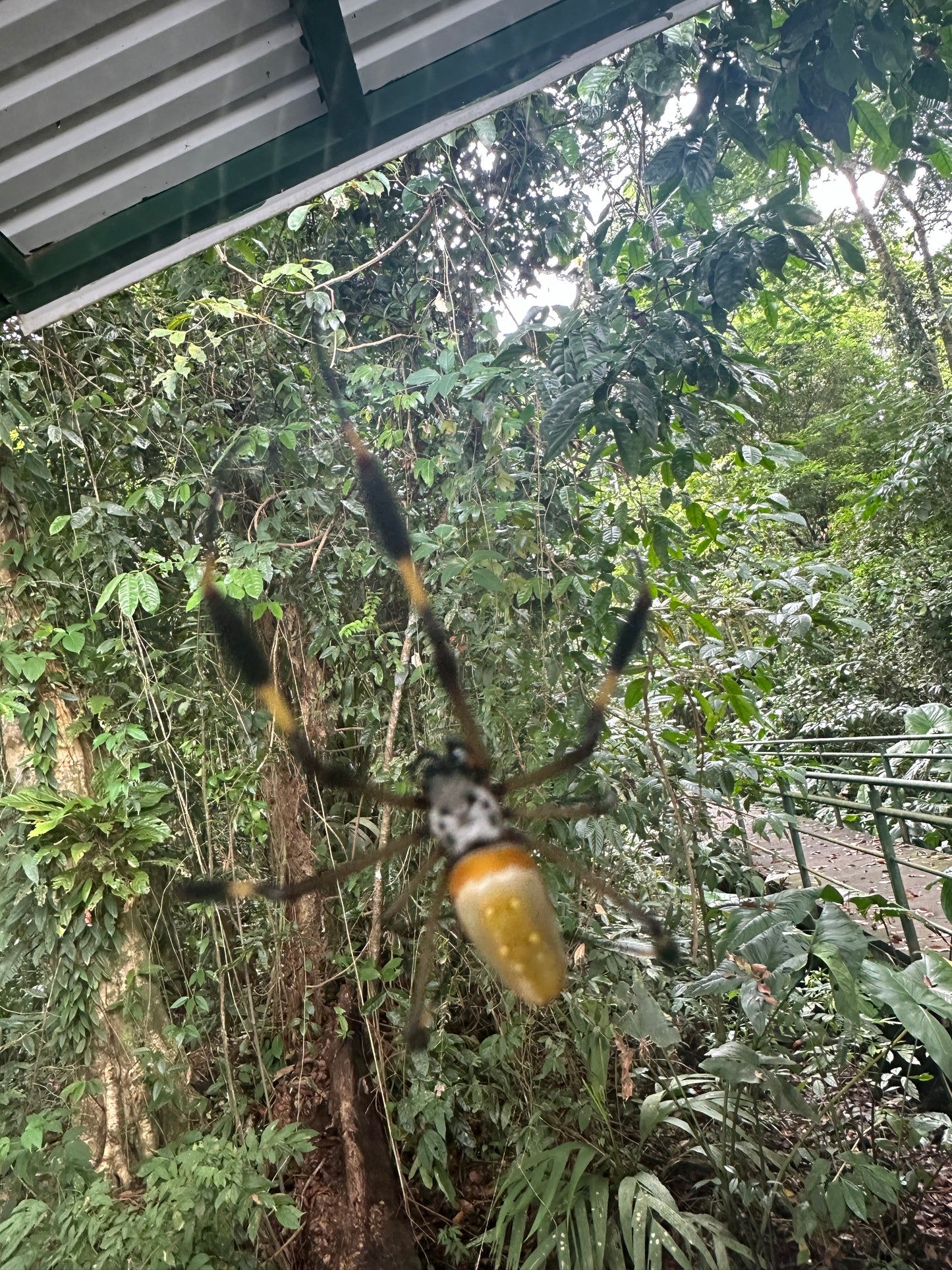 Breathtaking Tortuguero Hill Tour