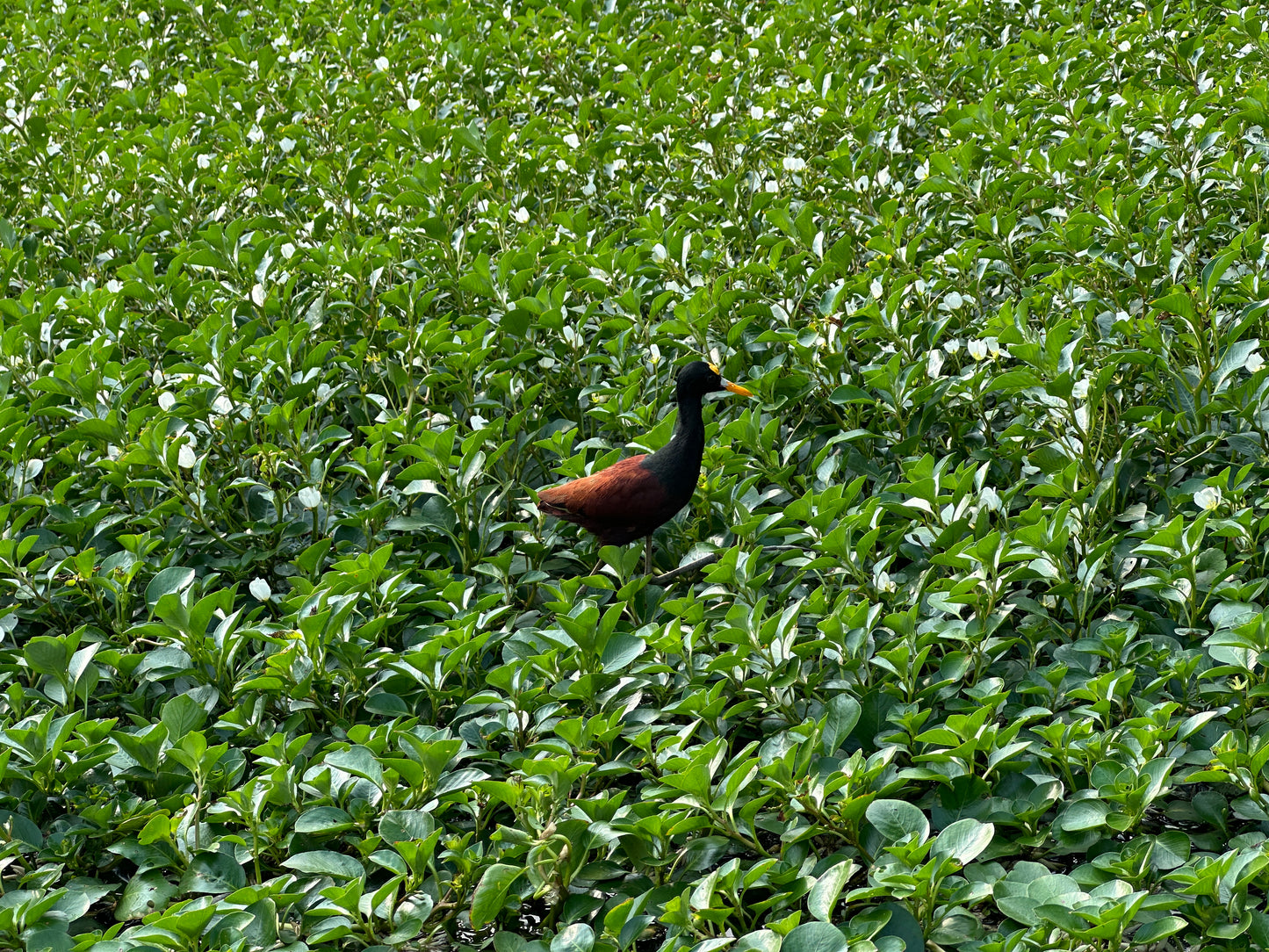 Relaxing Canoe Tour in Tortuguero