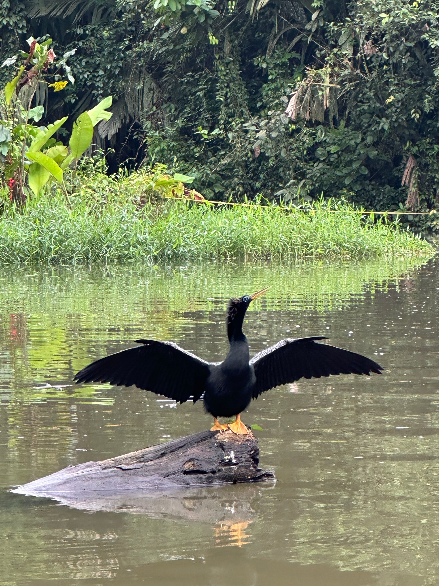 Relaxing Canoe Tour in Tortuguero