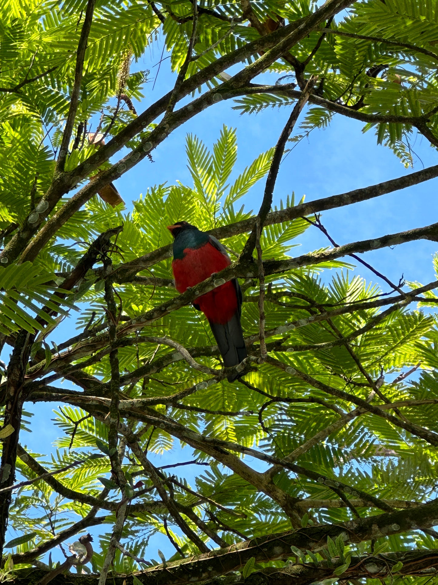 Scenic view from Tortuguero Hill Tour during Hike Cerro Tortuguero showcasing lush landscapes and vibrant wildlife