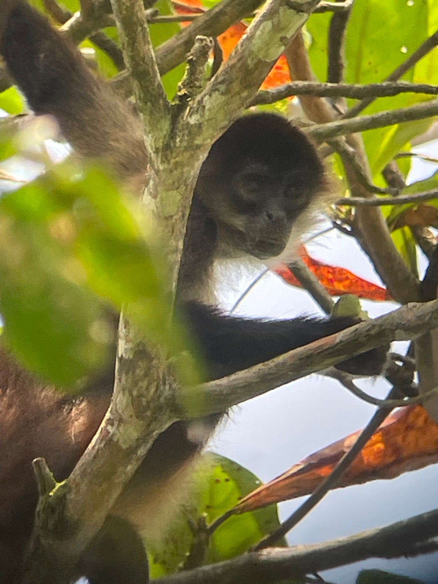 Relaxing Canoe Tour in Tortuguero