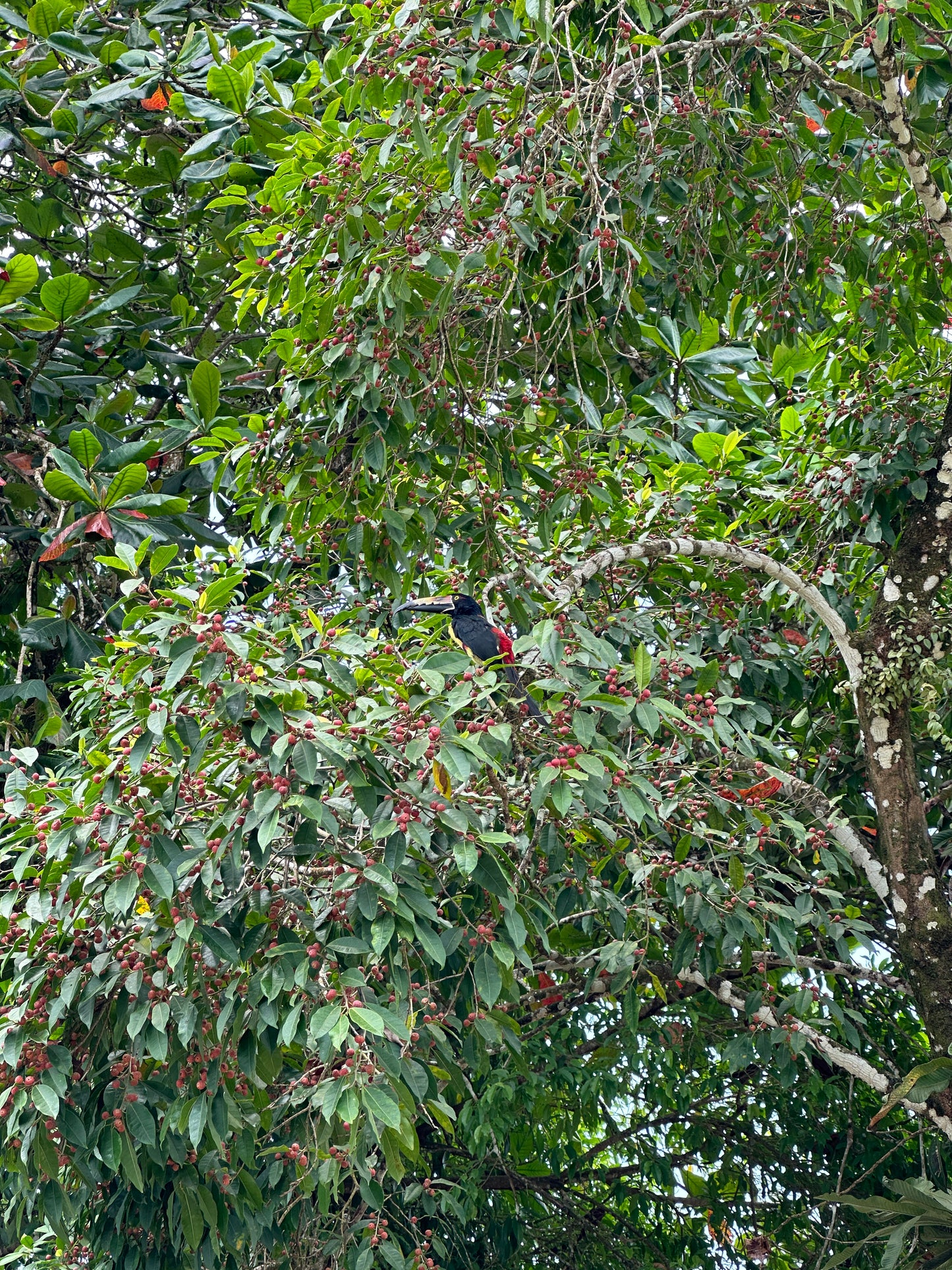 Relaxing Canoe Tour in Tortuguero