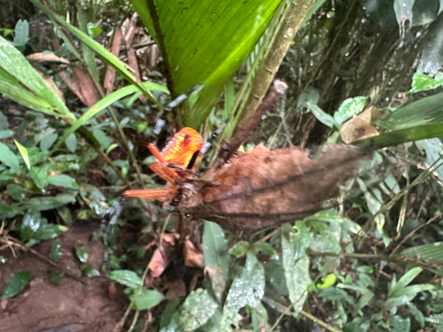 Breathtaking Tortuguero Hill Tour