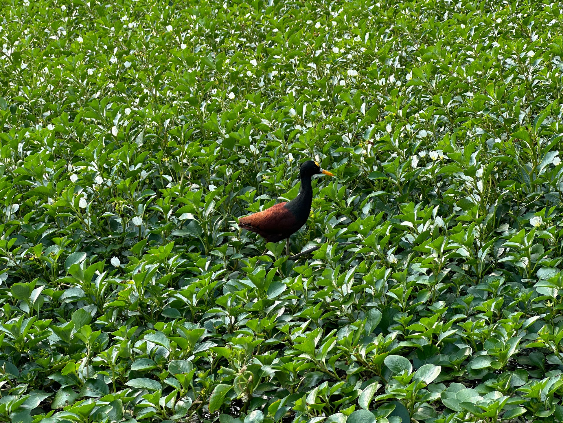 Kayak tour exploring the lush waterways of Tortuguero National Park, a premier eco-tourism destination in Costa Rica