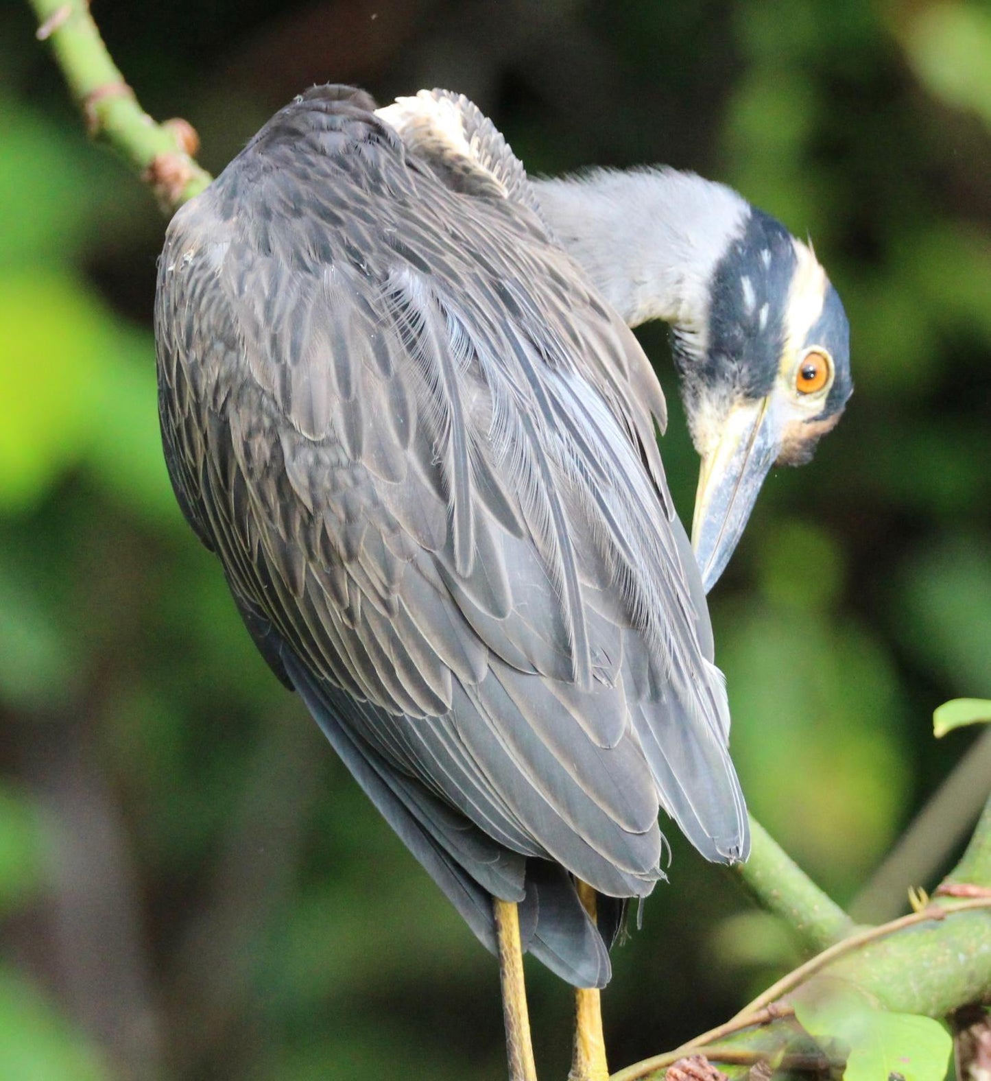 Tortuguero Explorer Duo: Paddle & Trek Adventure.