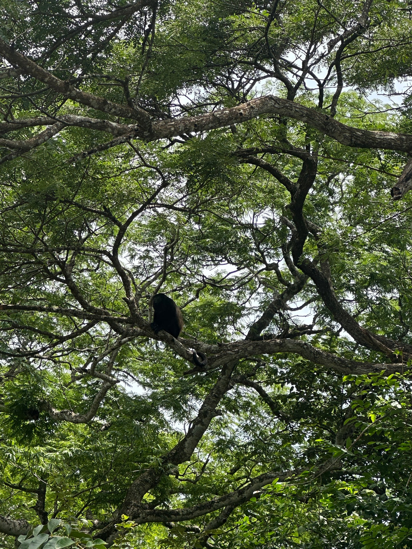 🐒 Palo Verde National Park River Safari