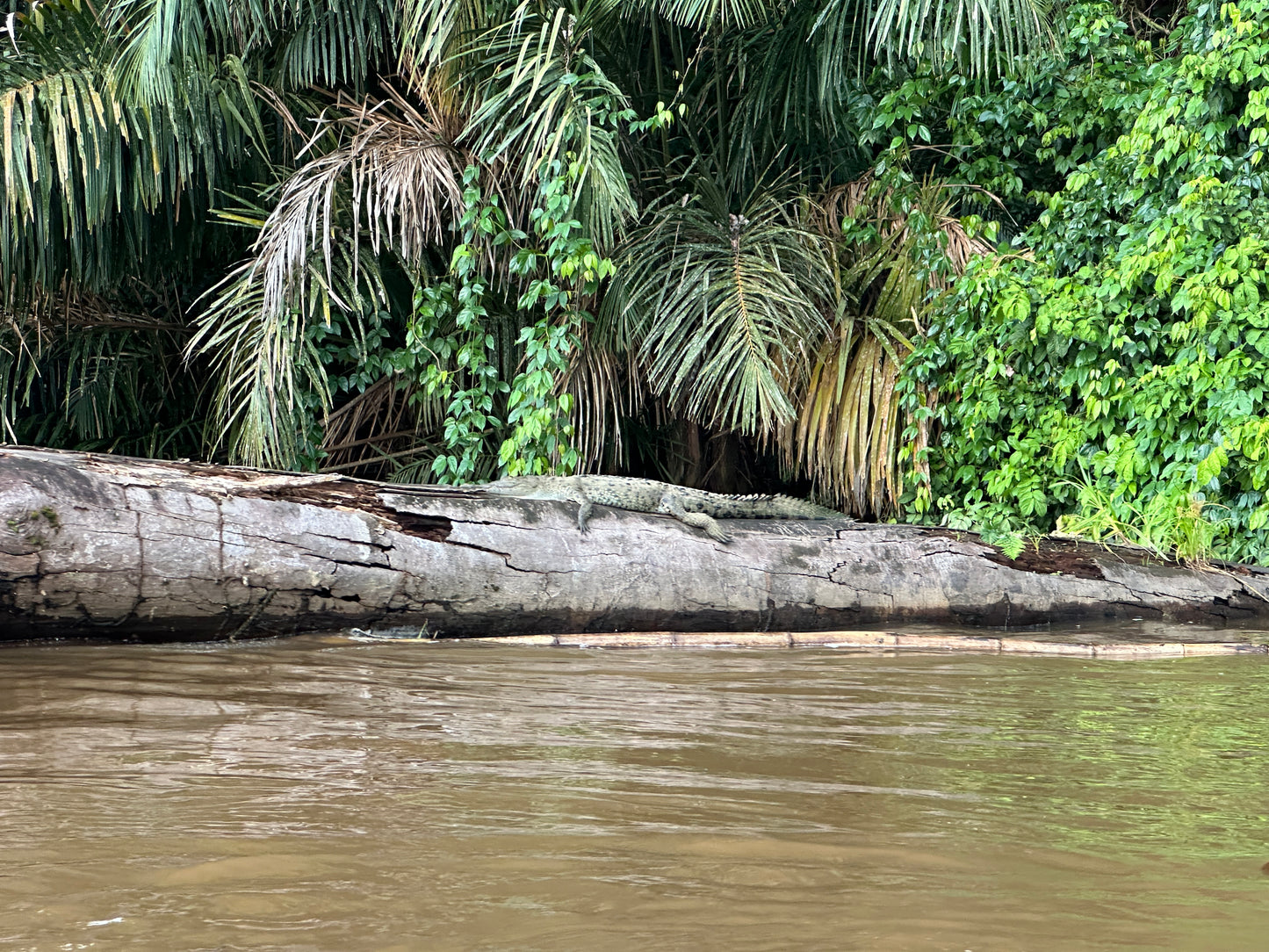 Scenic canoe tour through Tortuguero National Park showcasing rich wildlife and lush tropical landscapes.