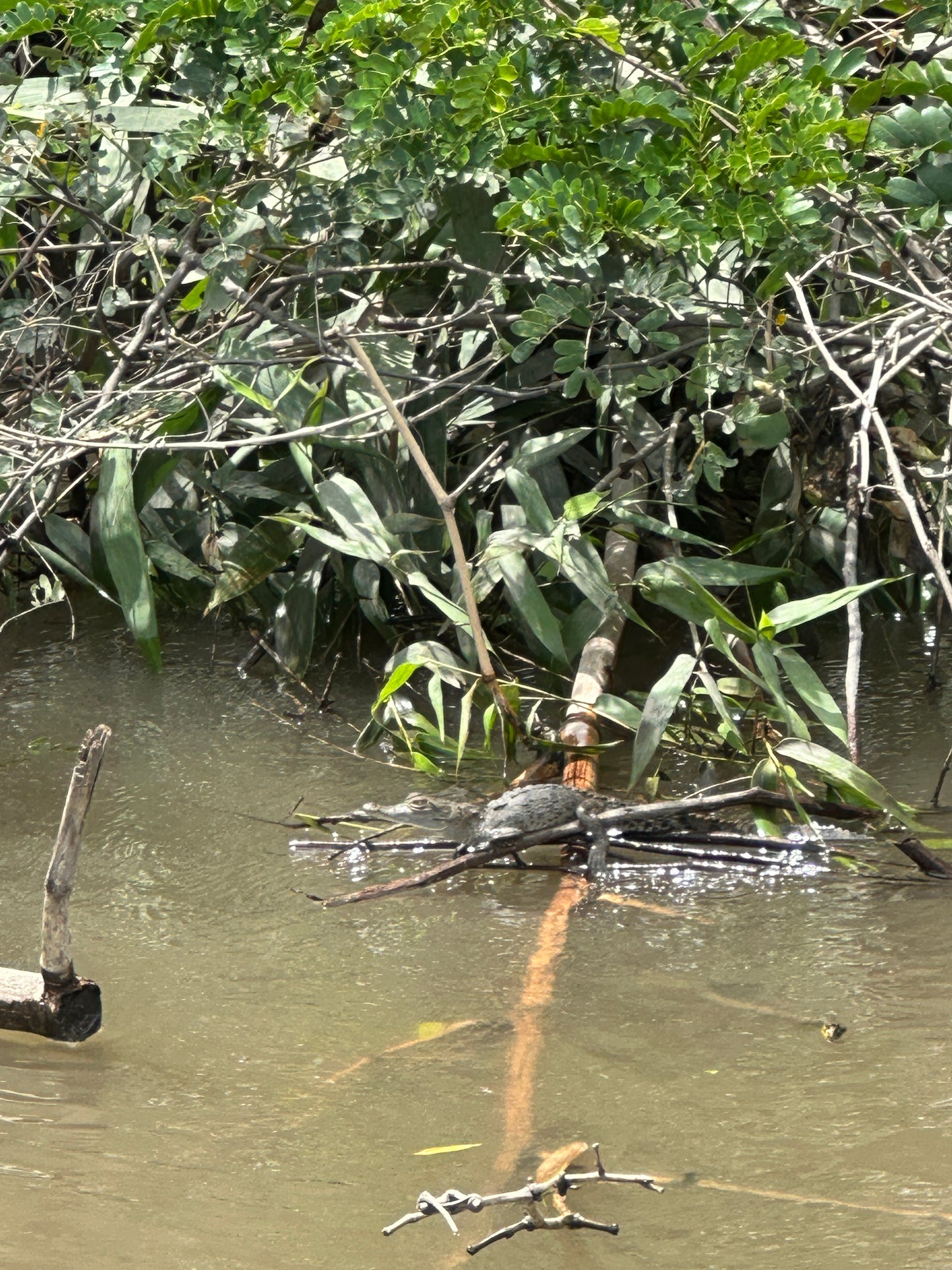 🐒 Palo Verde National Park River Safari