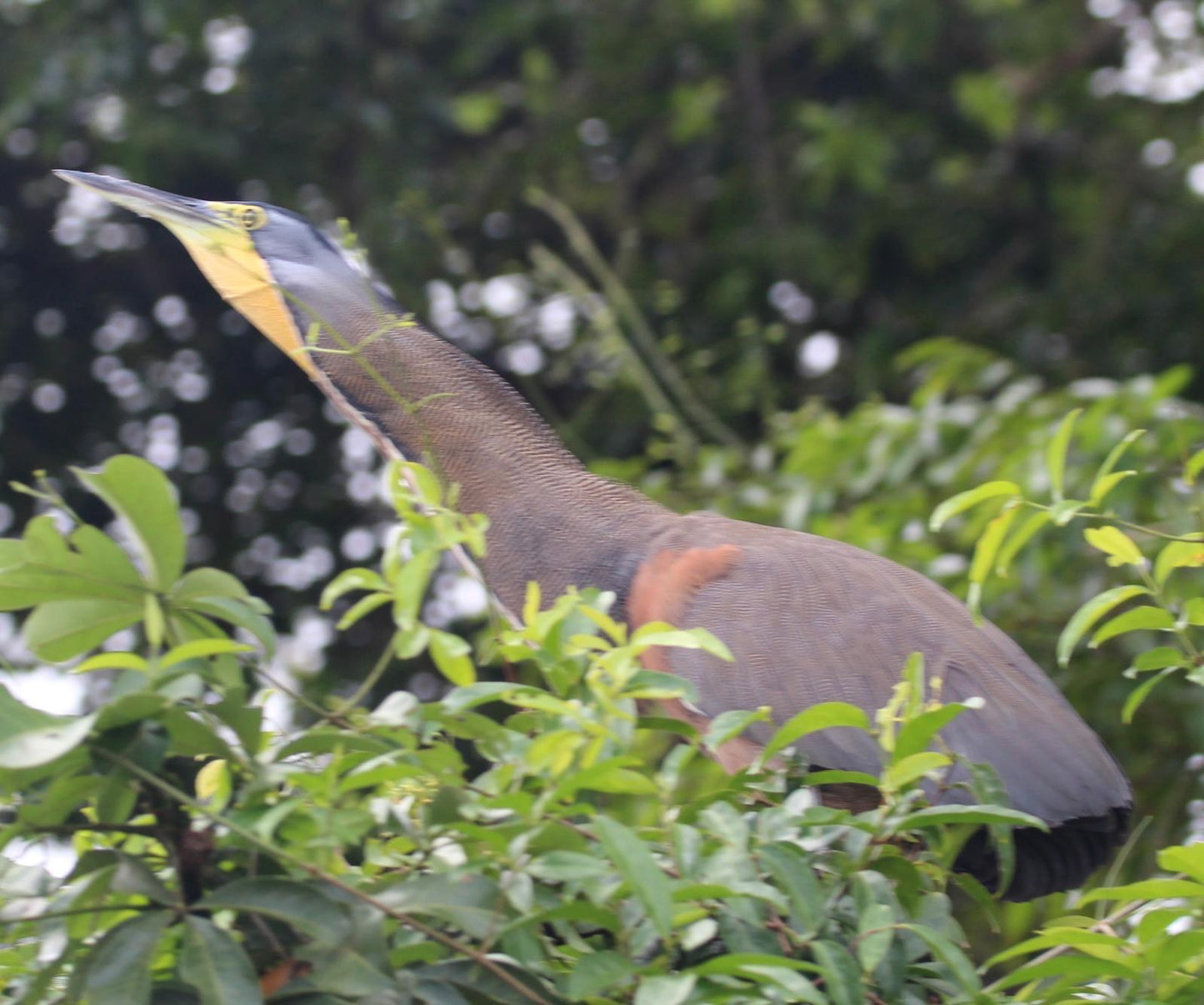 Tortuguero Explorer Duo: Paddle & Trek Adventure.