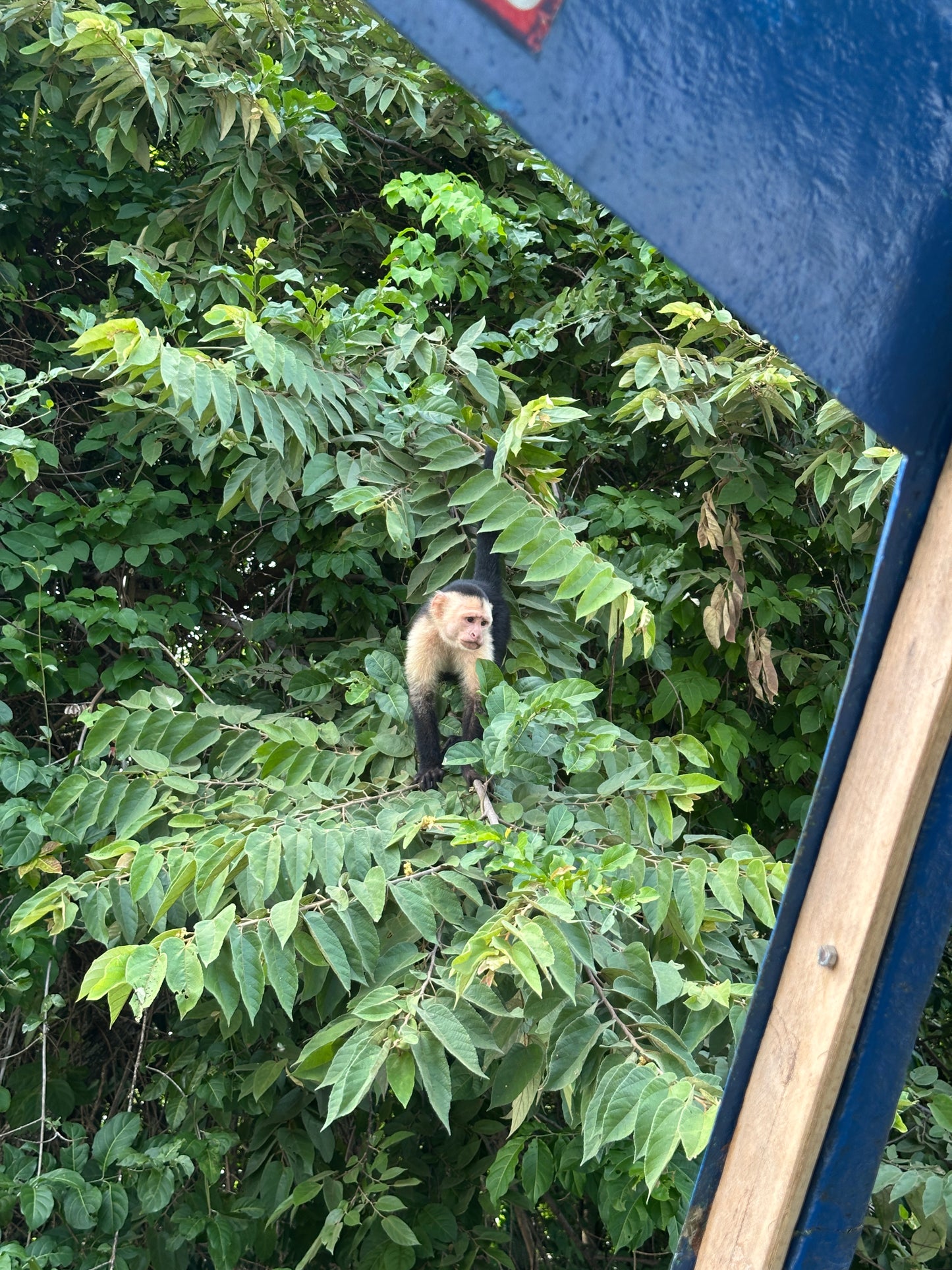 🐒 Palo Verde National Park River Safari