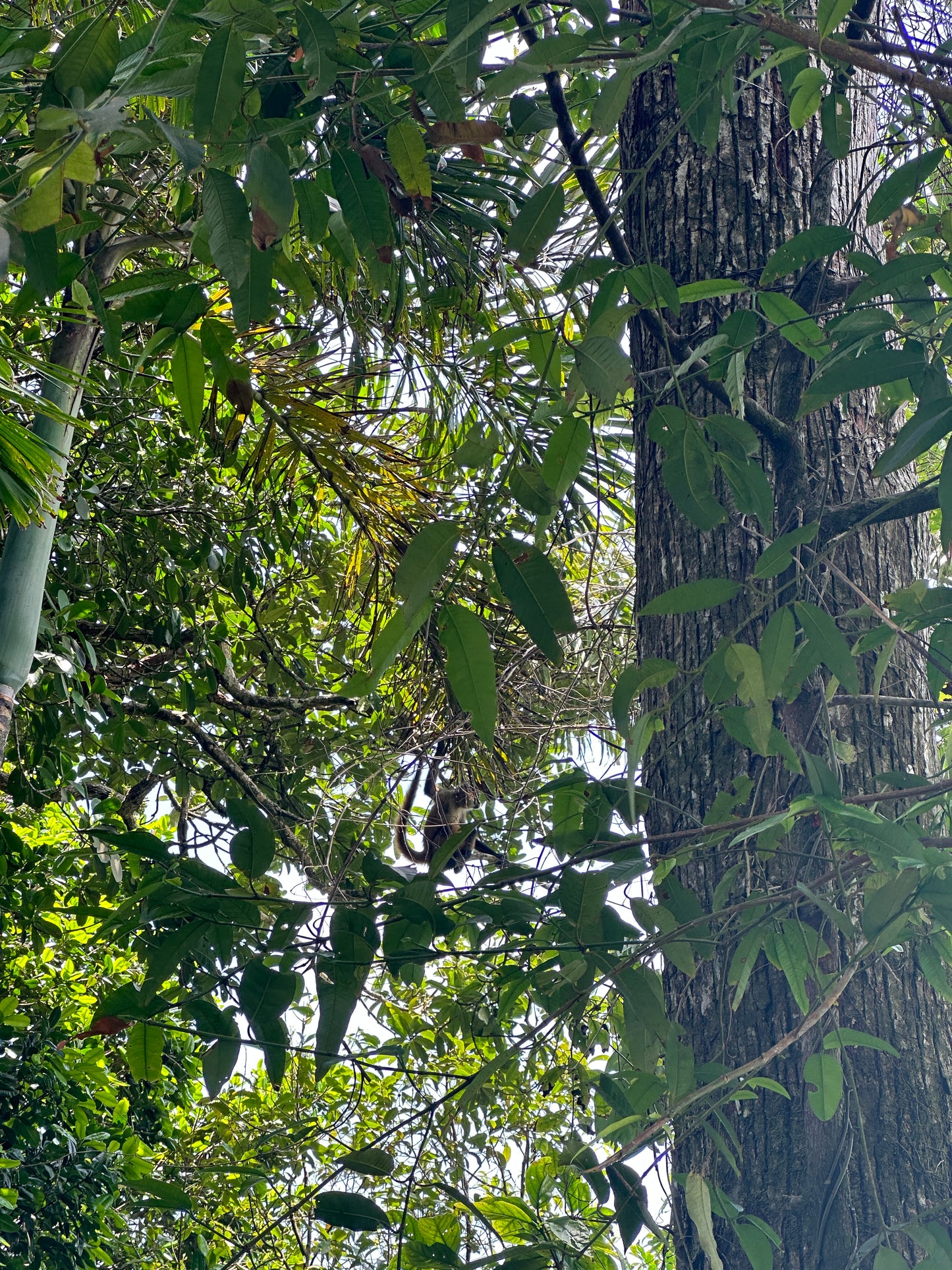 Scenic view from Tortuguero Hill Tour during Hike Cerro Tortuguero showcasing lush landscapes and vibrant wildlife