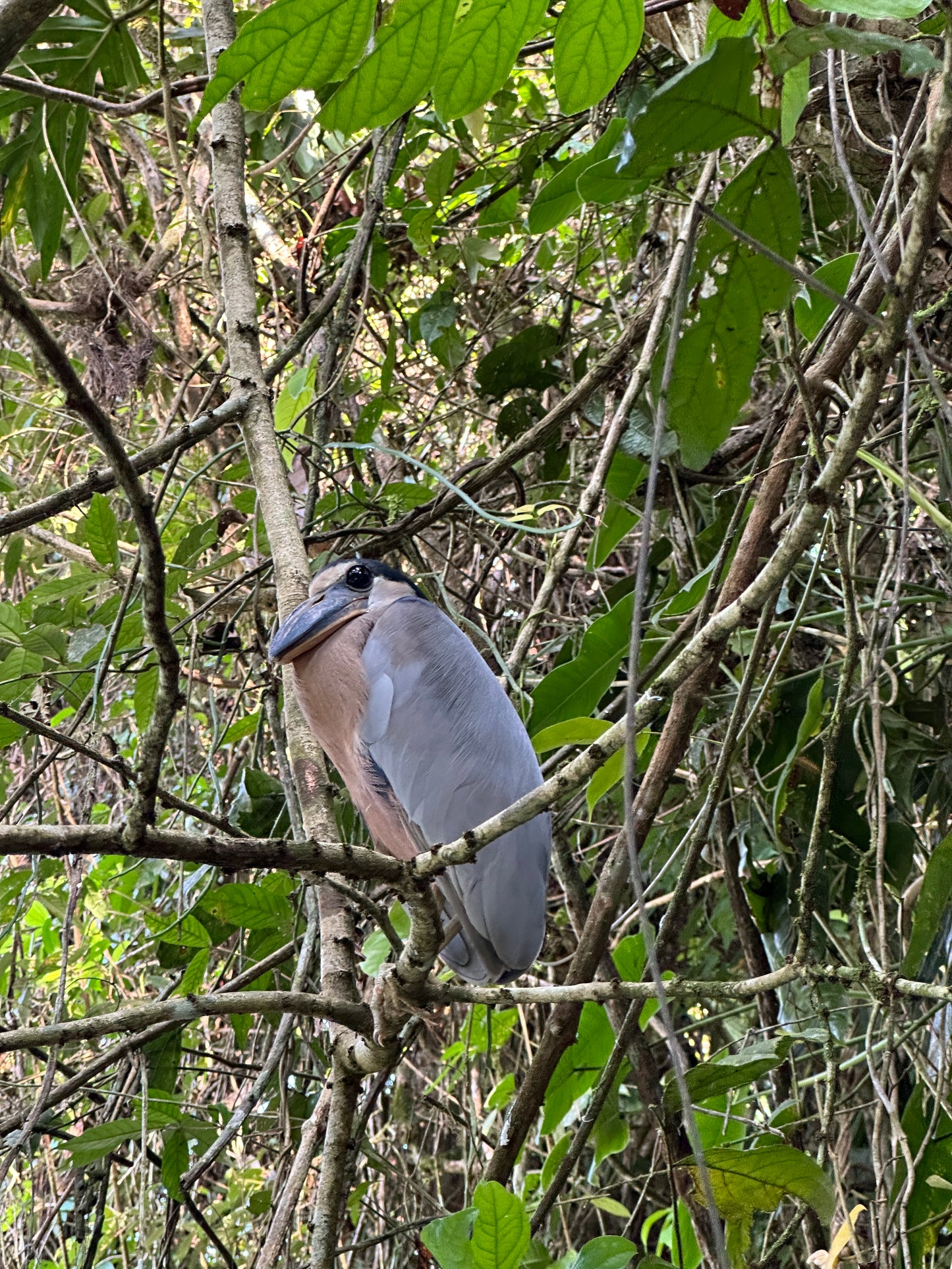 Relaxing Canoe Tour in Tortuguero
