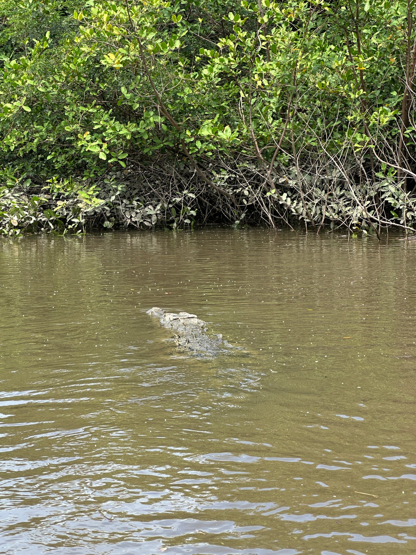 🐒 Palo Verde National Park River Safari