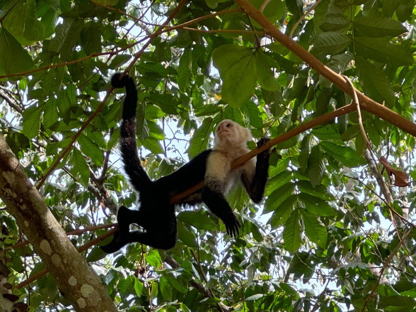 Scenic view from Tortuguero Hill Tour during Hike Cerro Tortuguero showcasing lush landscapes and vibrant wildlife