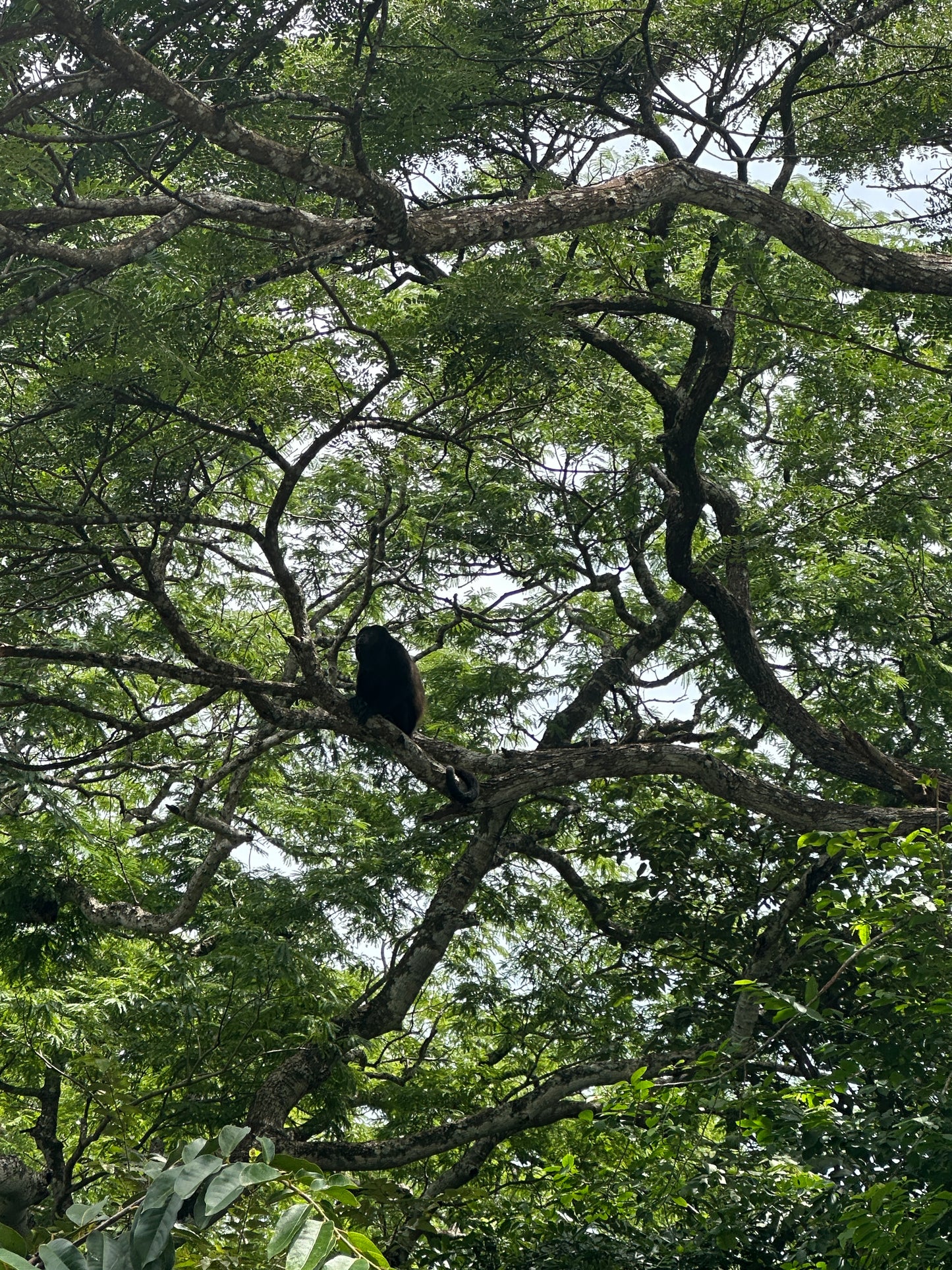 🐒 Palo Verde National Park River Safari