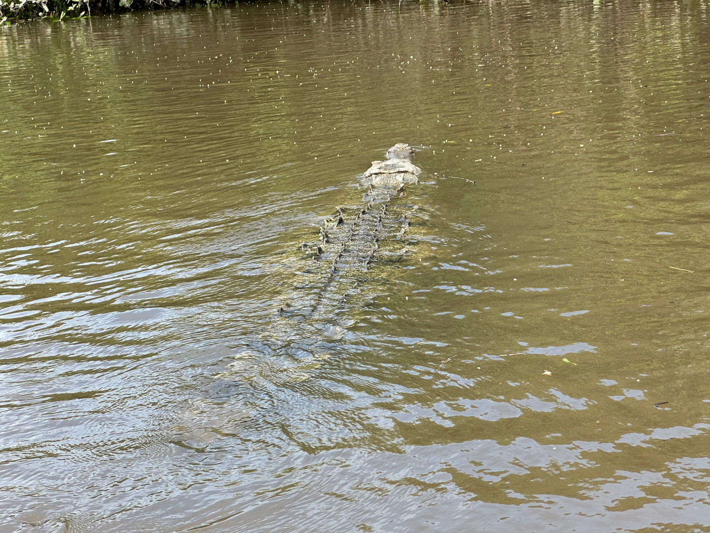 🐒 Palo Verde National Park River Safari