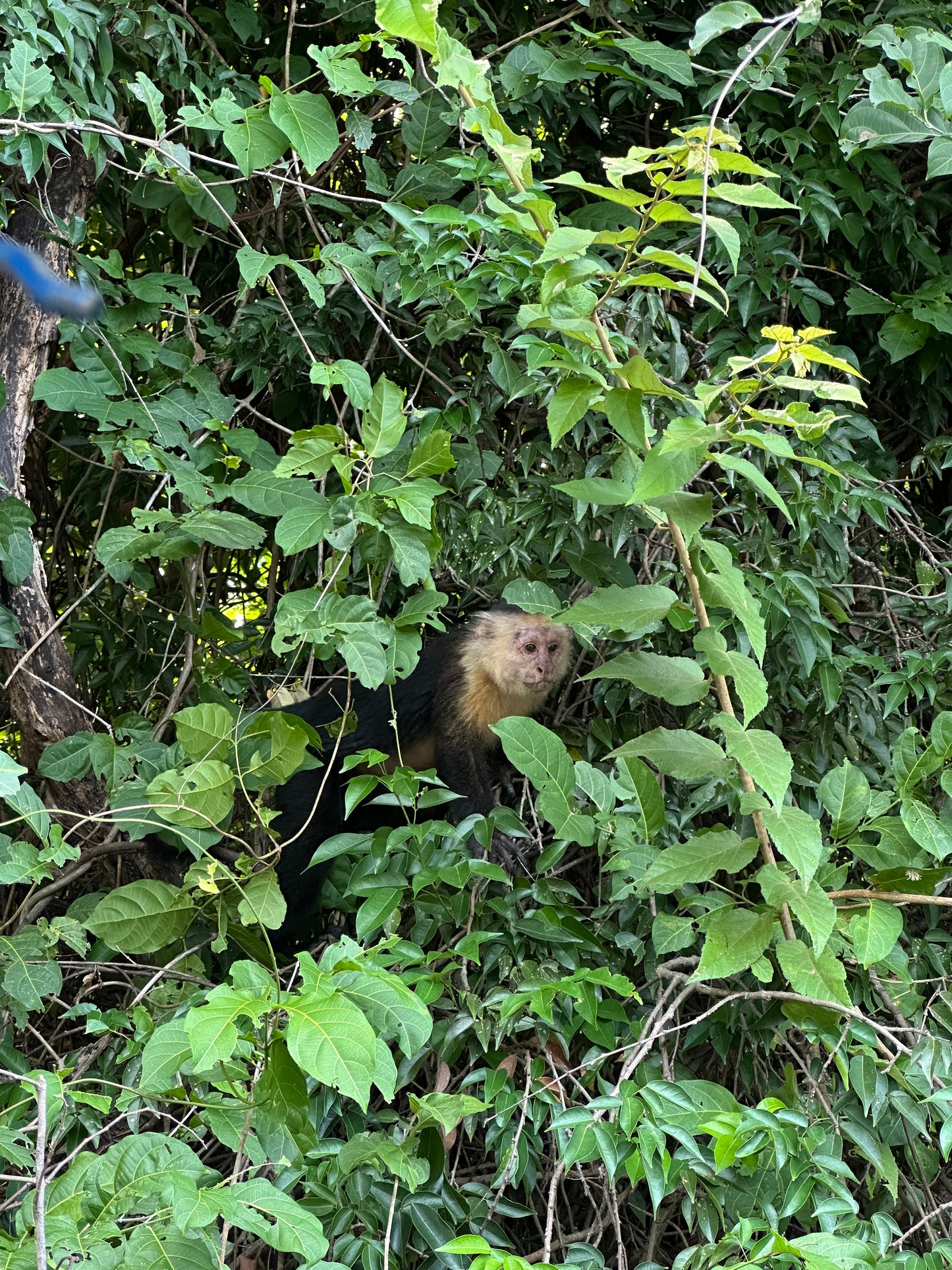🐒 Palo Verde National Park River Safari