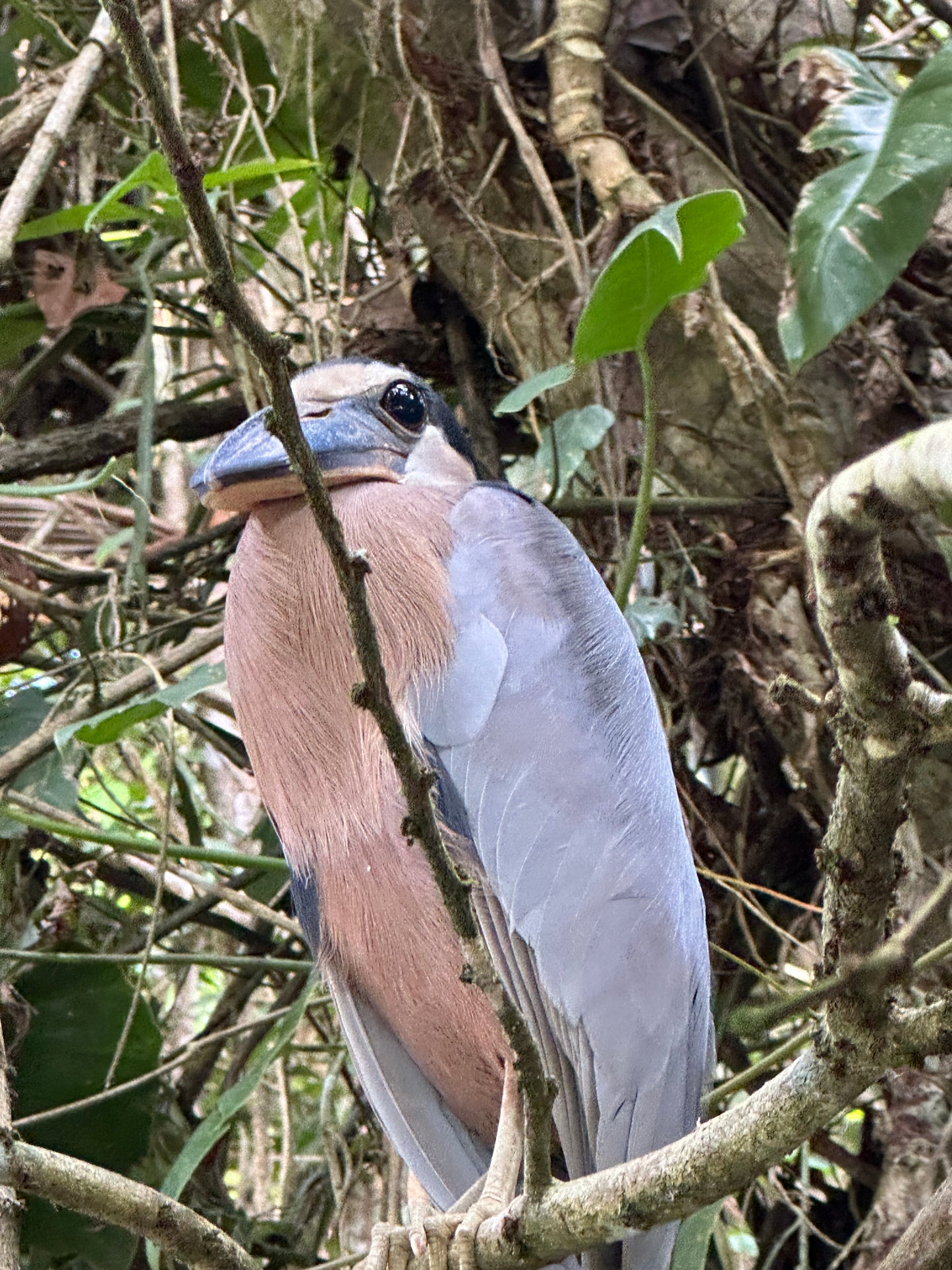Relaxing Canoe Tour in Tortuguero