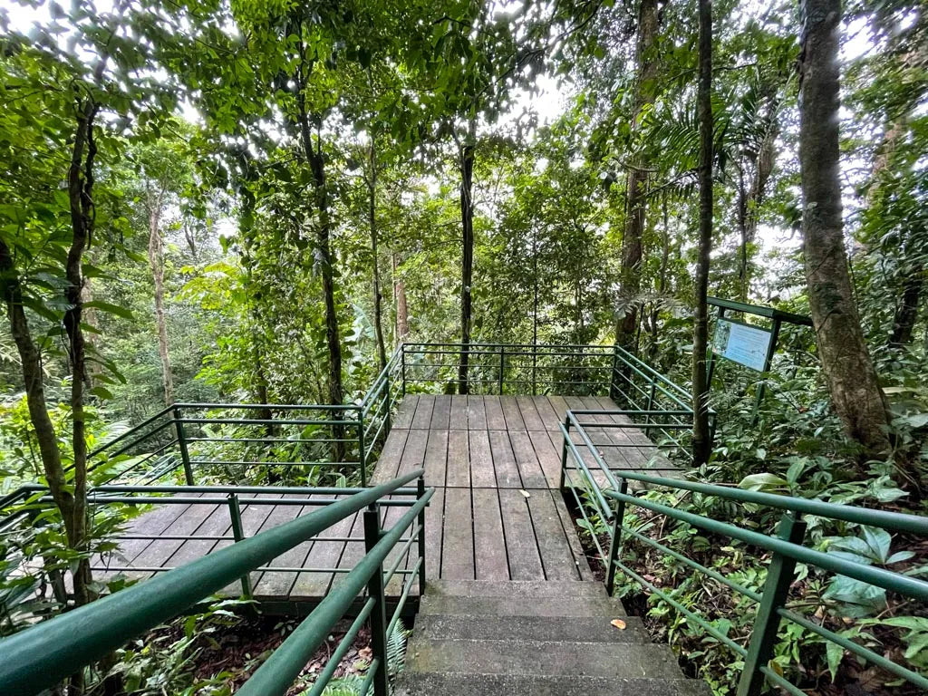 Scenic view from Tortuguero Hill Tour during Hike Cerro Tortuguero showcasing lush landscapes and vibrant wildlife