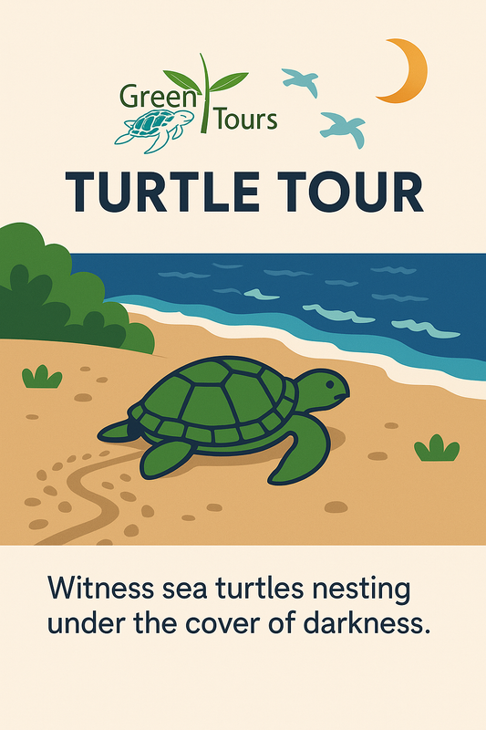 Moonlight Turtle Nesting Experience Tortuguero.