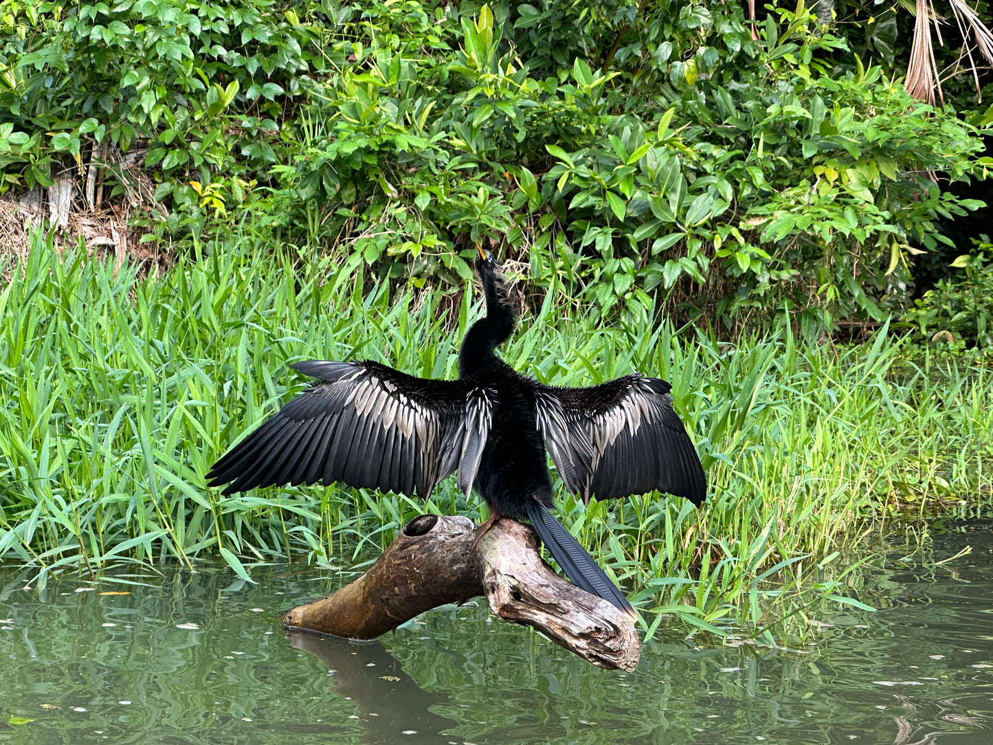 Relaxing Canoe Tour in Tortuguero