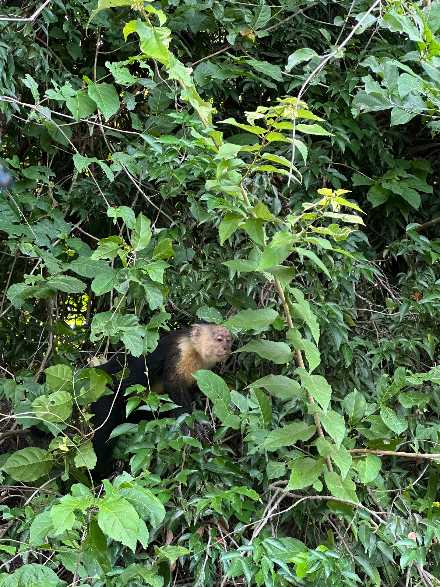🐒 Palo Verde National Park River Safari