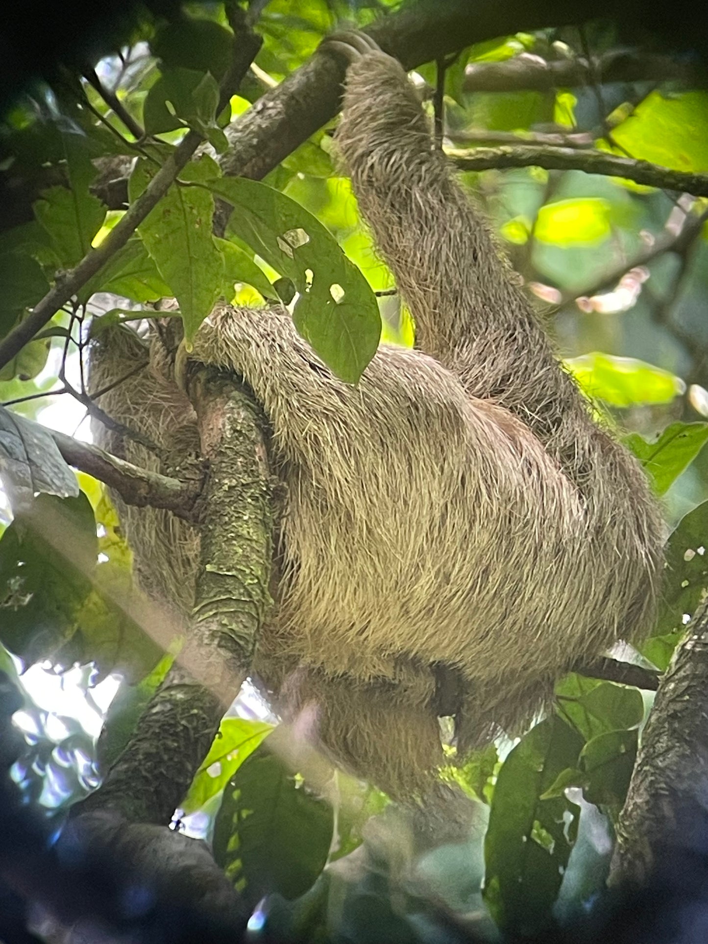 Relaxing Canoe Tour in Tortuguero