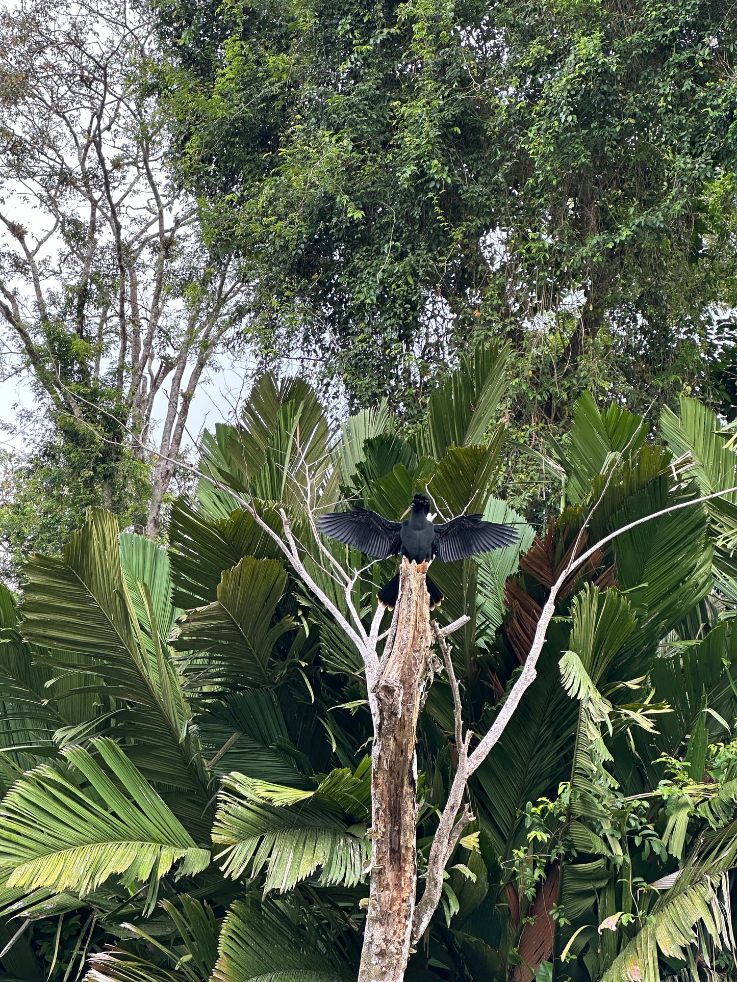 Relaxing Canoe Tour in Tortuguero