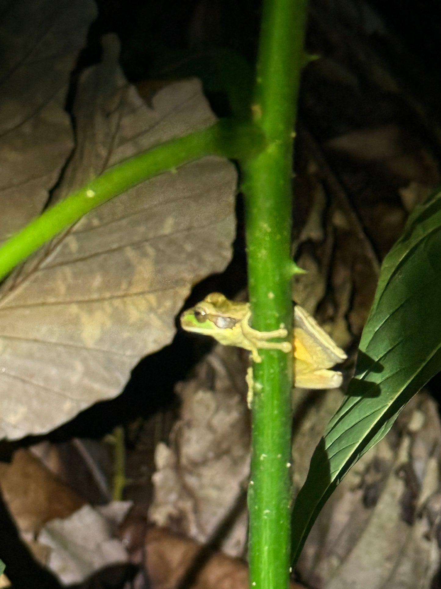 Caminata nocturna por la selva tropical de Arenal