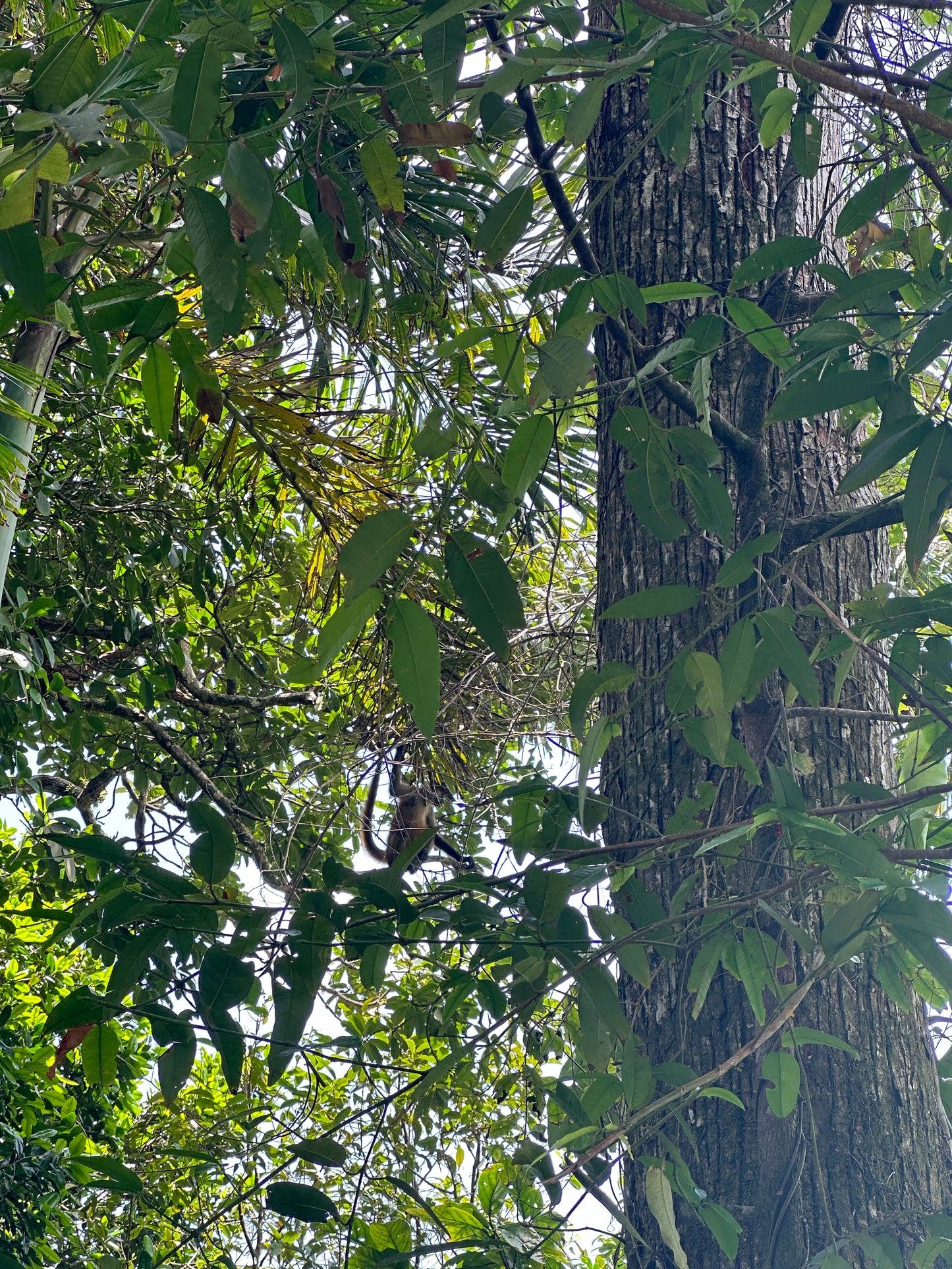 Scenic view from Tortuguero Hill Tour during Hike Cerro Tortuguero showcasing lush landscapes and vibrant wildlife