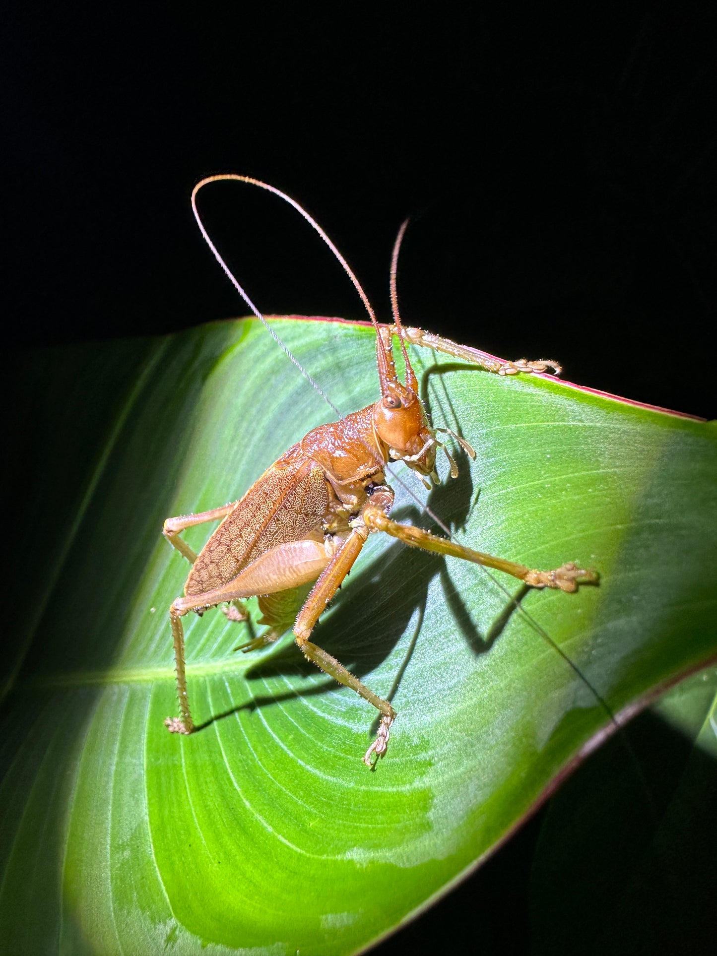 Tortuguero Explorer Duo: Paddle & Trek Adventure.