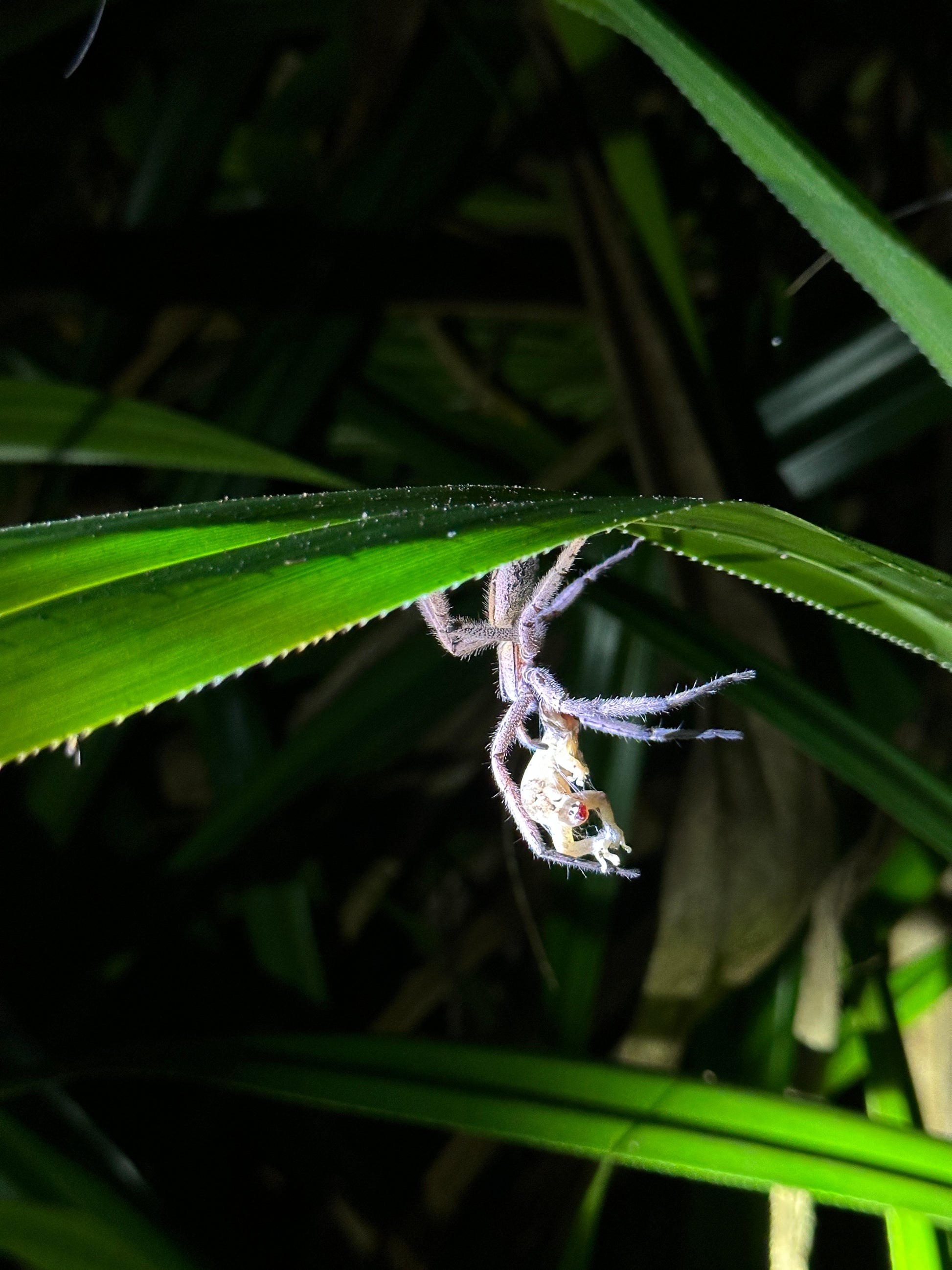 Night walk through Tortuguero rainforest showcasing nocturnal wildlife and serene natural beauty