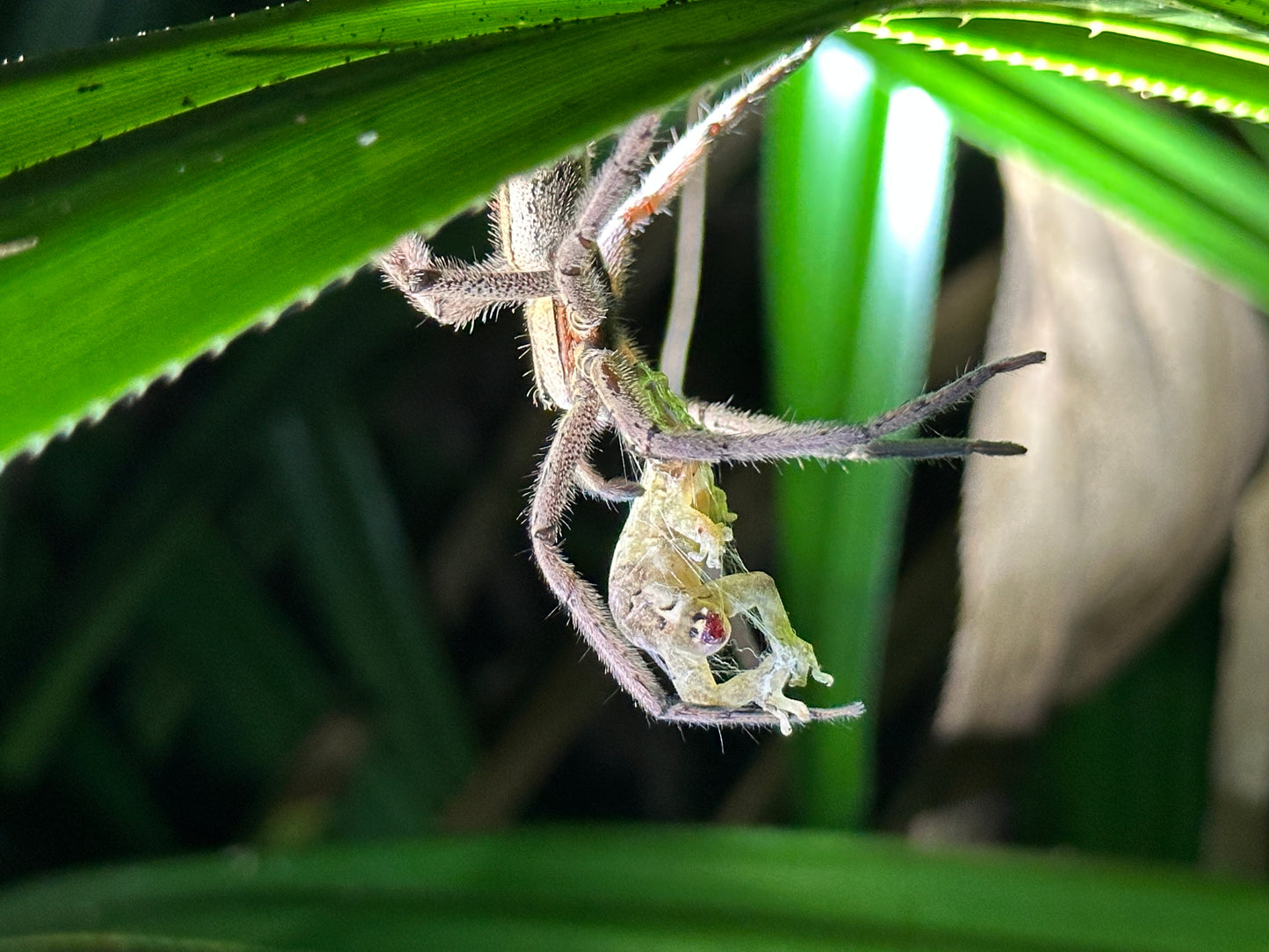 Tortuguero Explorer Duo: Paddle & Trek Adventure.