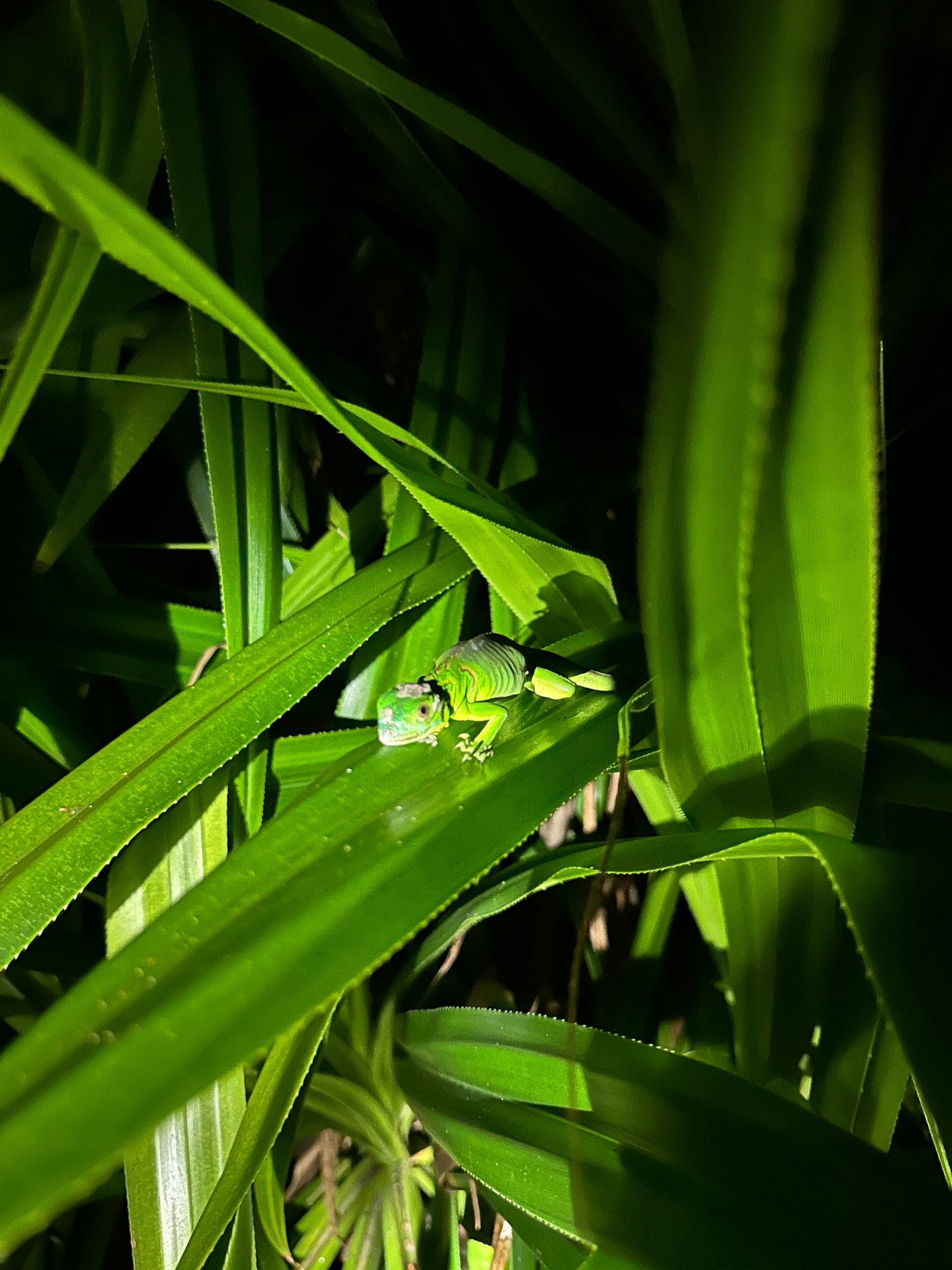 Night walk through Tortuguero rainforest showcasing nocturnal wildlife and serene natural beauty