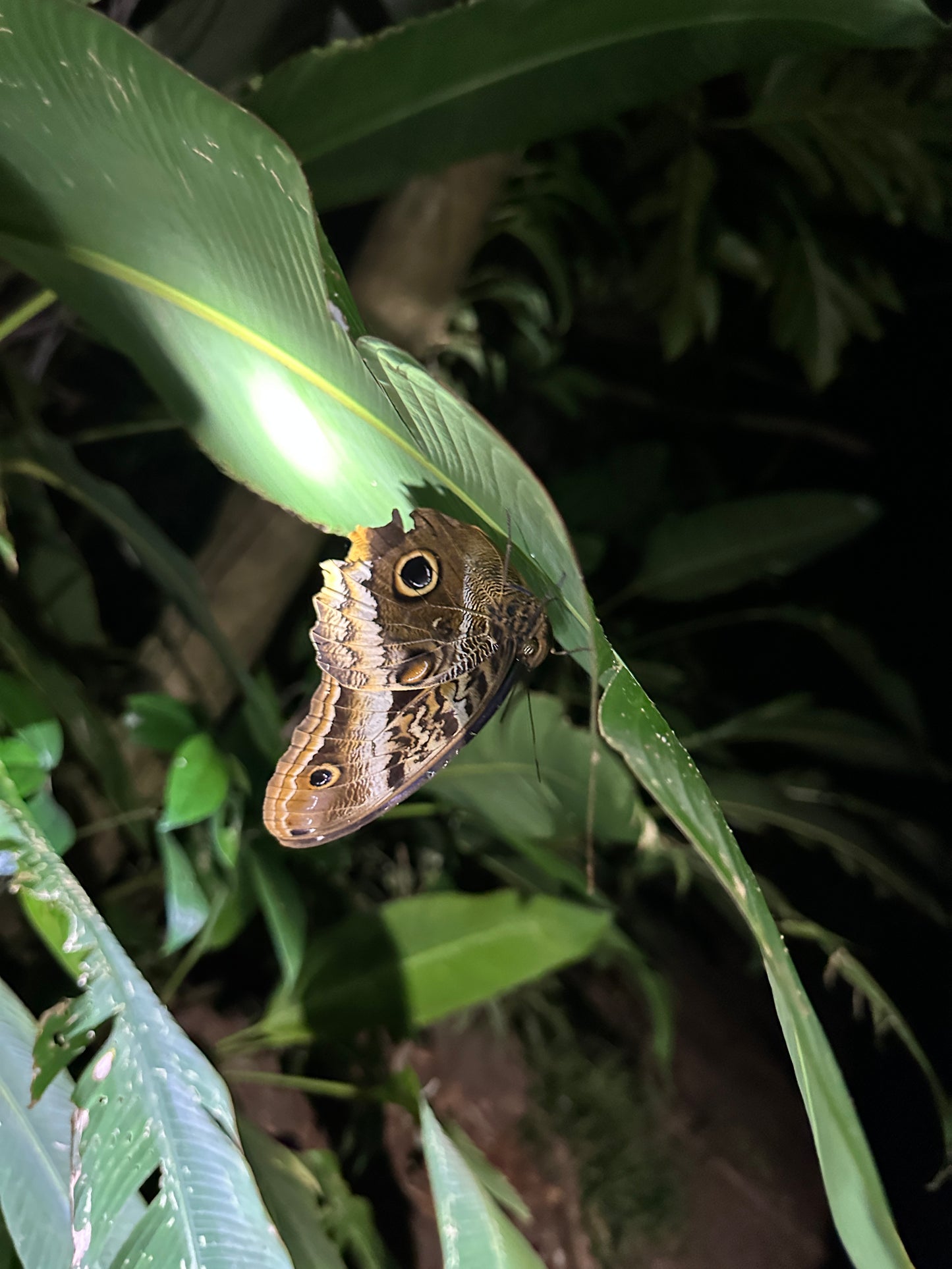 Night walk through Tortuguero rainforest showcasing nocturnal wildlife and serene natural beauty