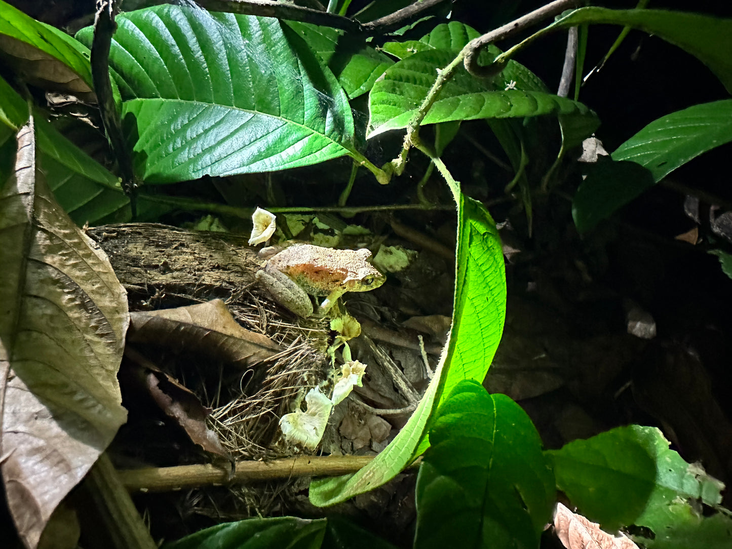 Night walk through Tortuguero rainforest showcasing nocturnal wildlife and serene natural beauty