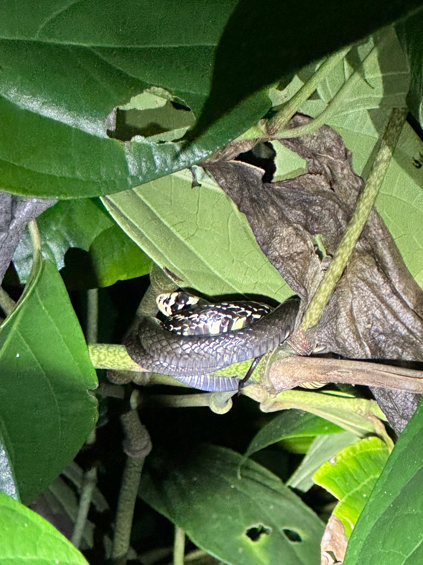 Night walk through Tortuguero rainforest showcasing nocturnal wildlife and serene natural beauty