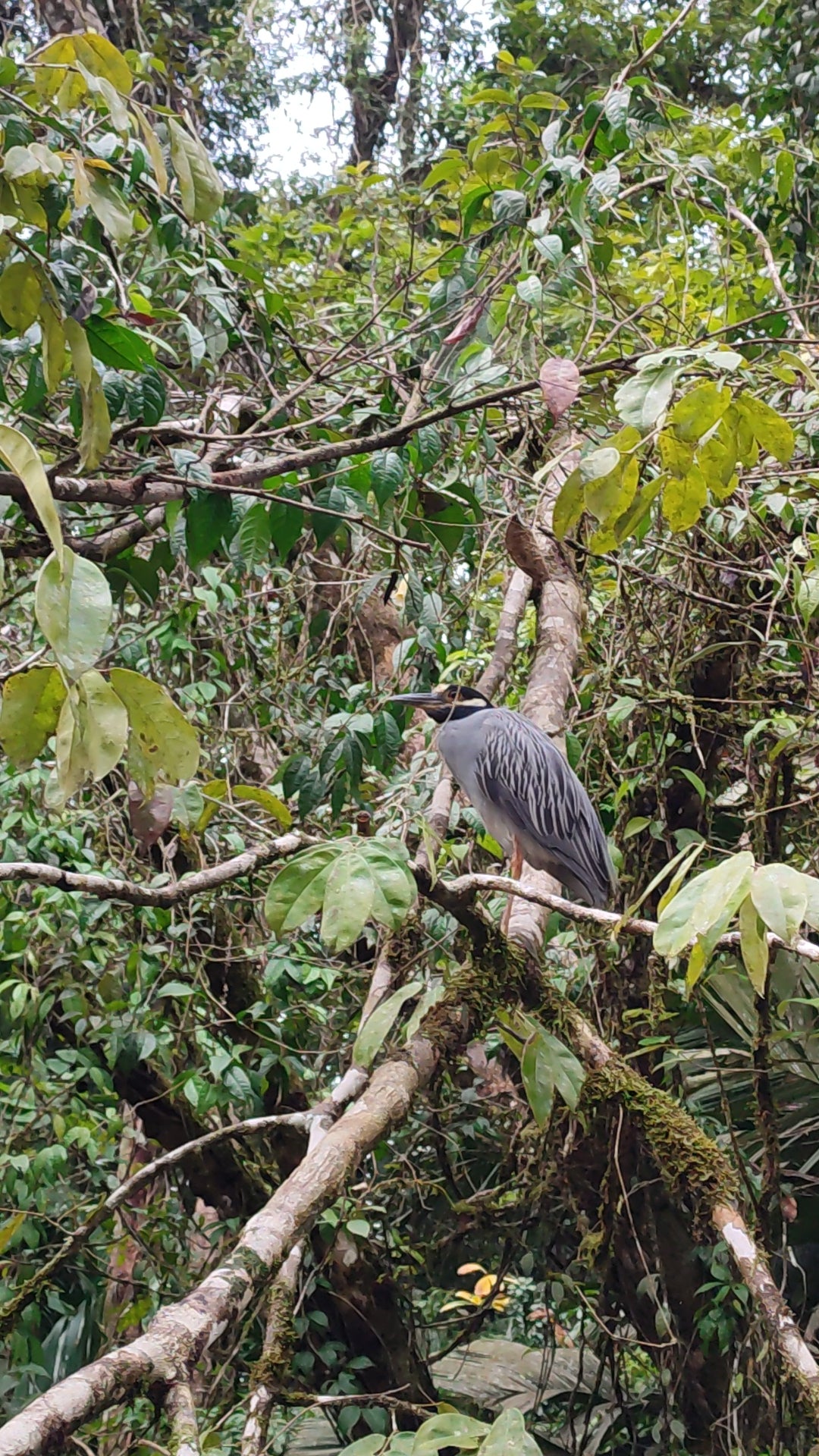 Scenic view from Tortuguero Hill Tour during Hike Cerro Tortuguero showcasing lush landscapes and vibrant wildlife