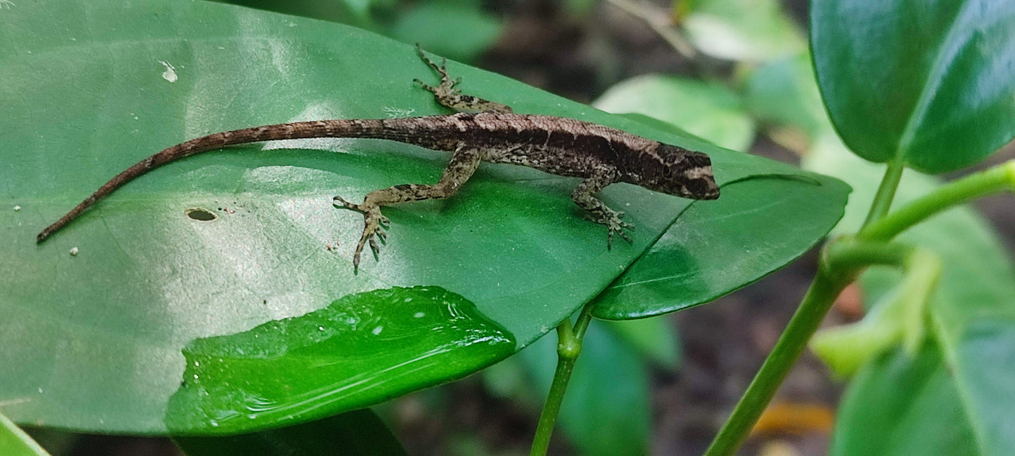 Scenic view from Tortuguero Hill Tour during Hike Cerro Tortuguero showcasing lush landscapes and vibrant wildlife
