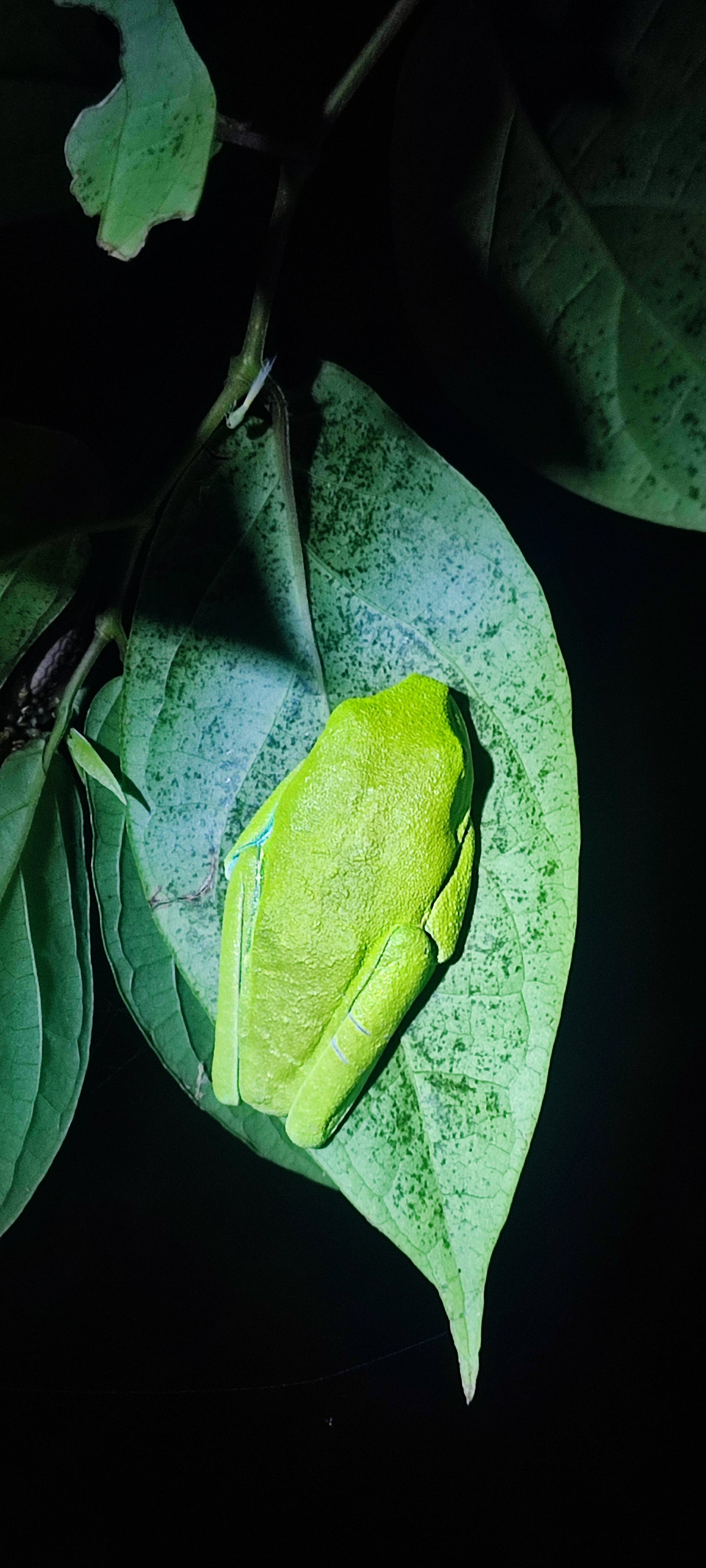 Night walk through Tortuguero rainforest showcasing nocturnal wildlife and serene natural beauty