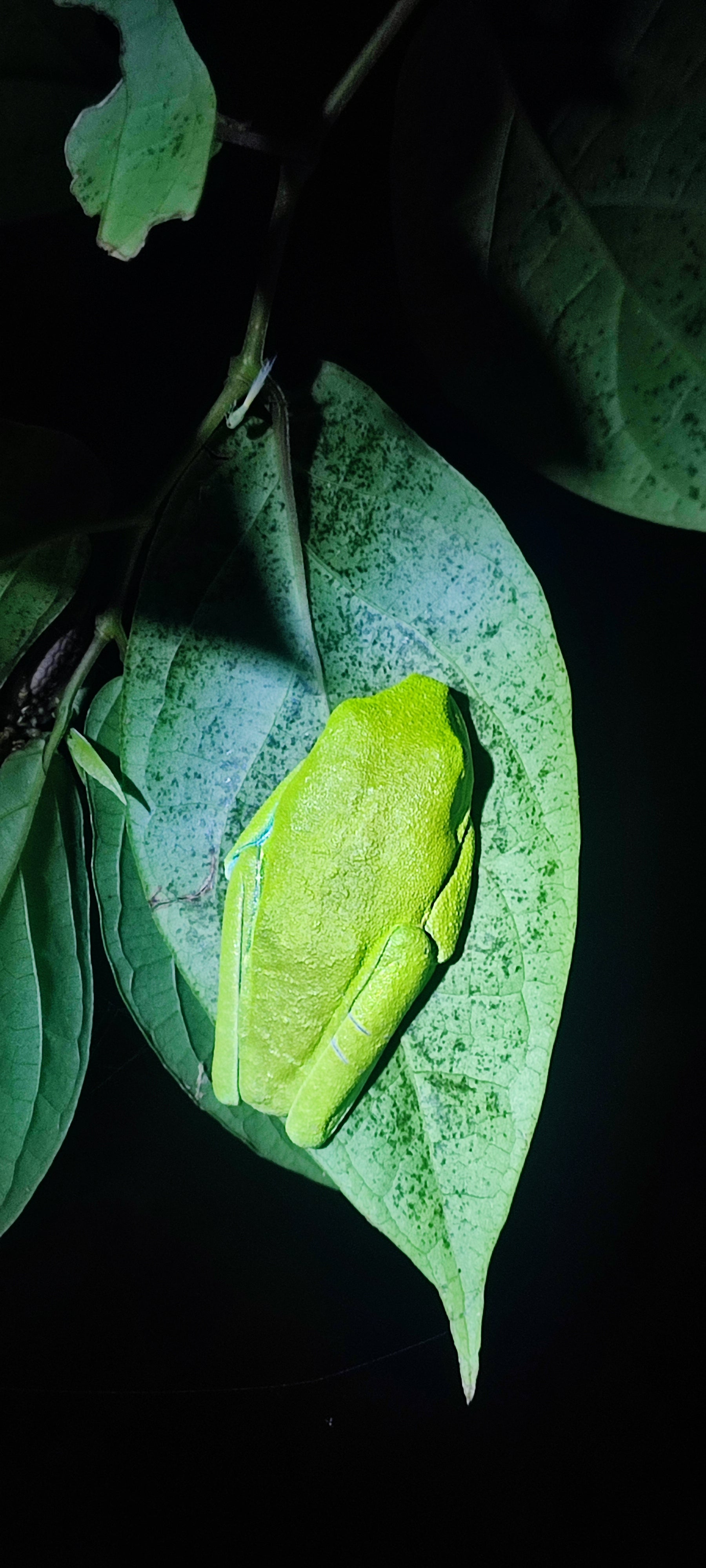 Night walk through Tortuguero rainforest showcasing nocturnal wildlife and serene natural beauty